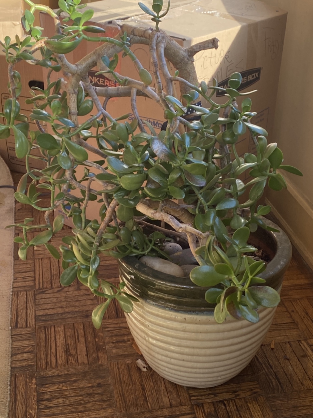 Large Live Indoor Plants. Free