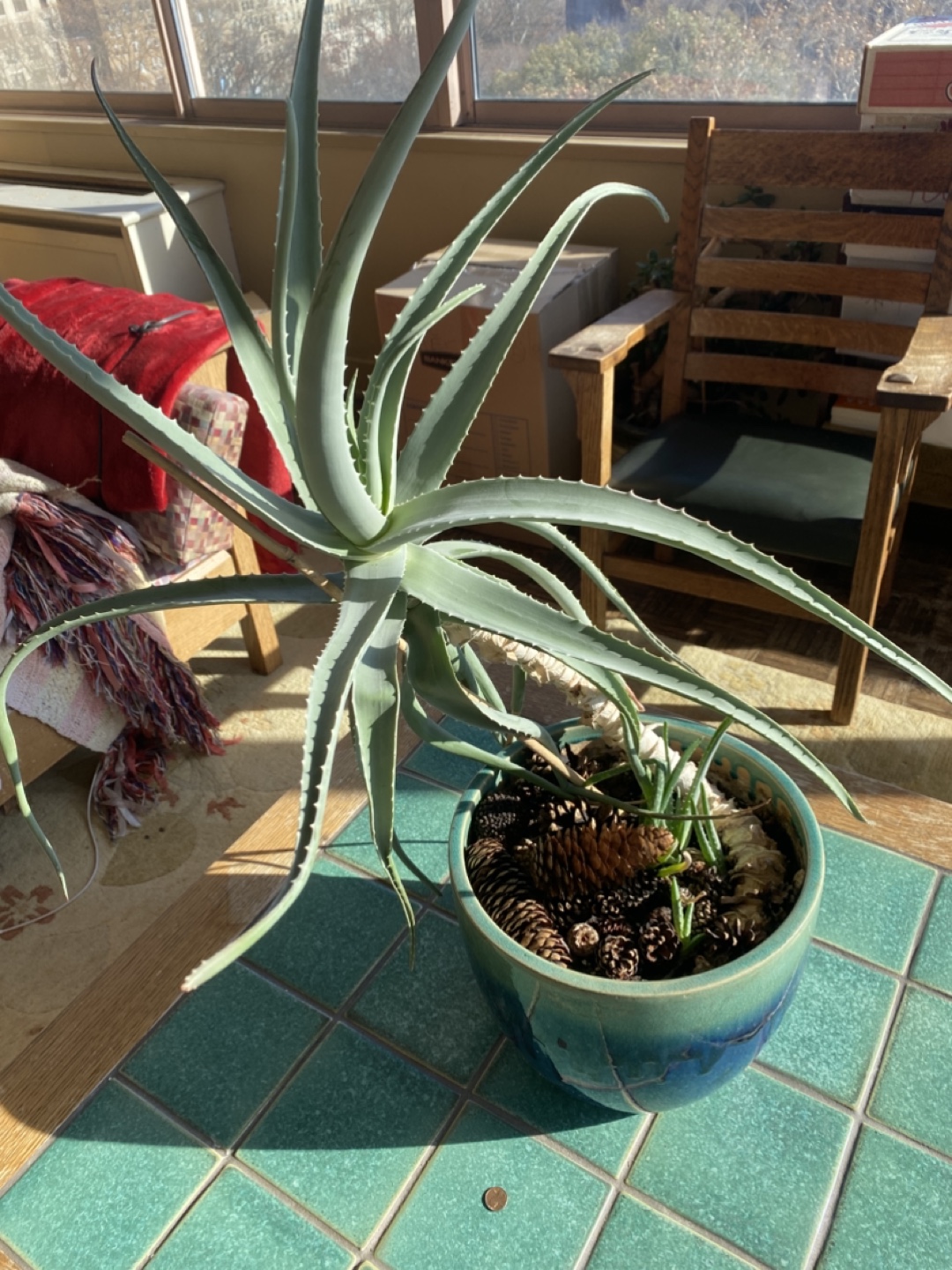 Large Live Indoor Plants. Free - photo 2