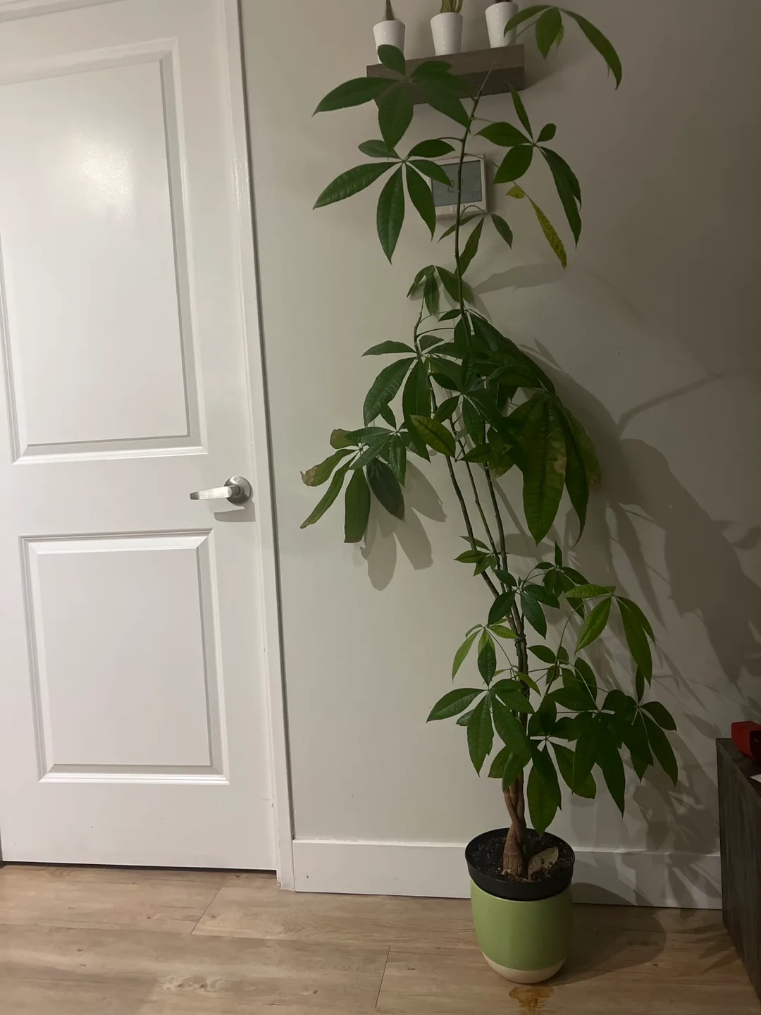 Large Money Tree thumbnail