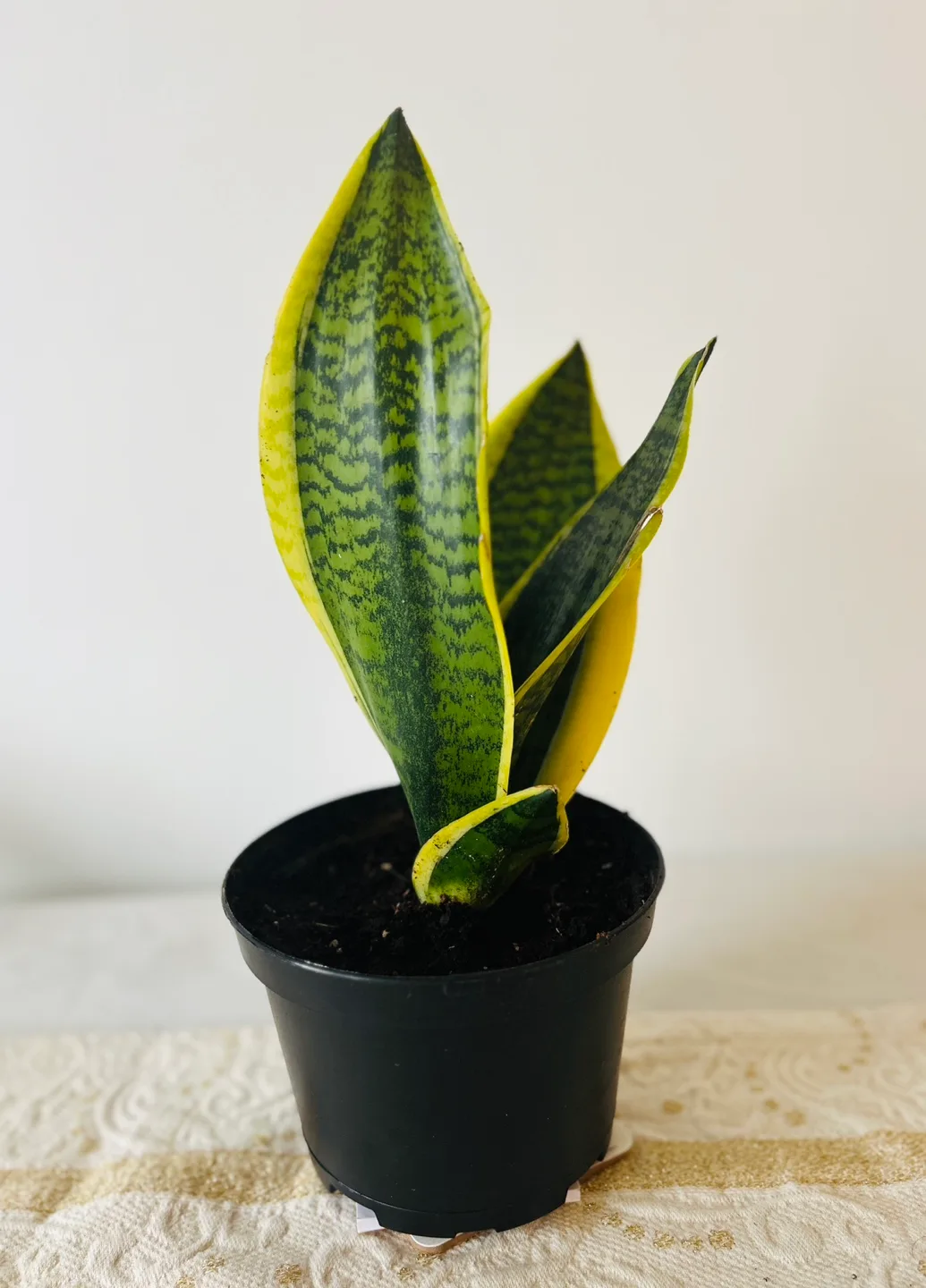 Snake Plant thumbnail