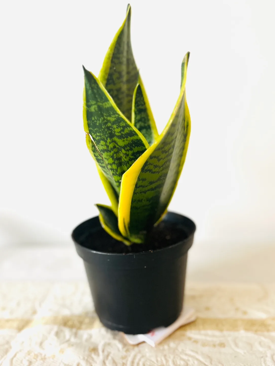 Snake Plant image indicator(2)