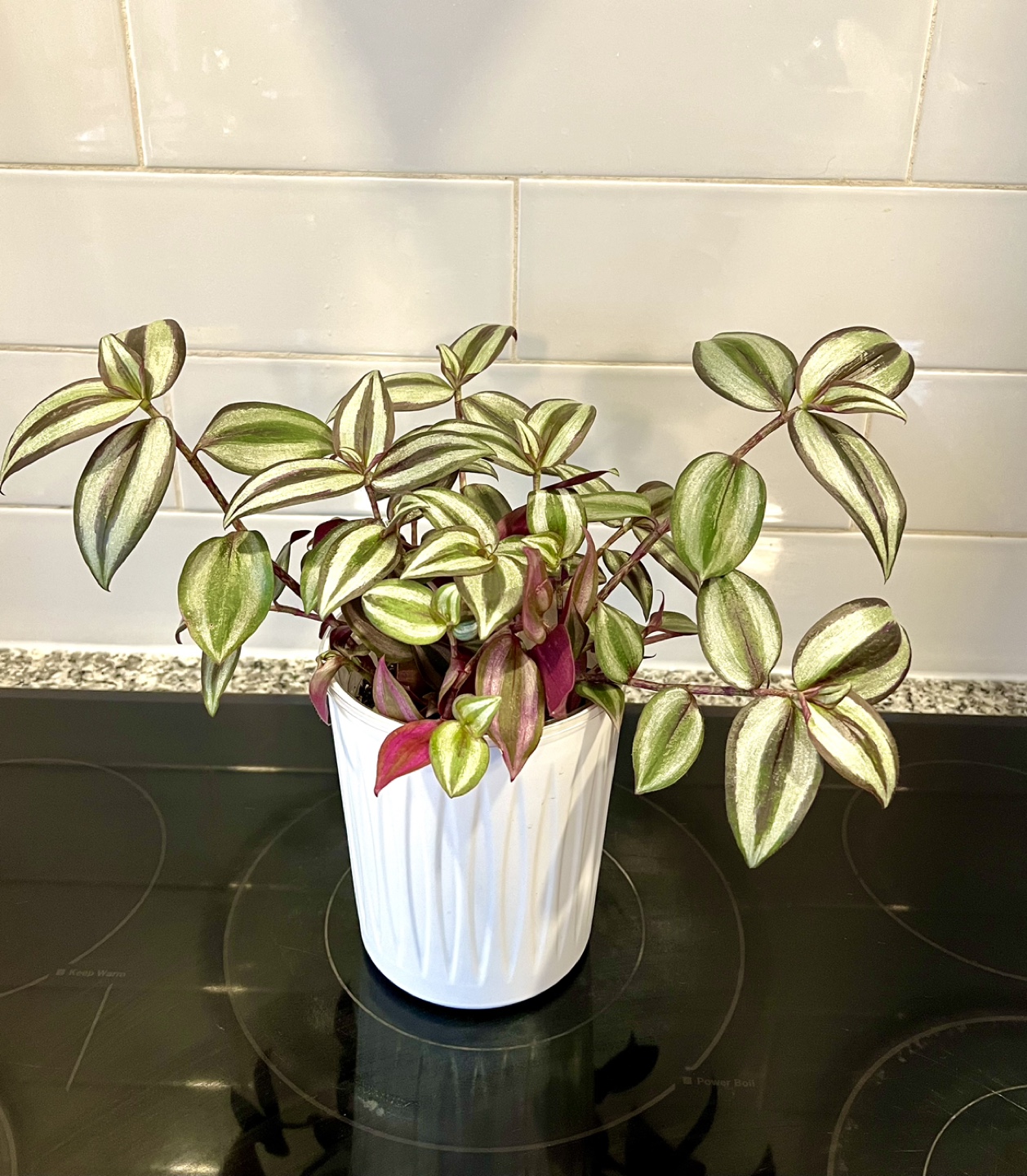 Indoor Plants