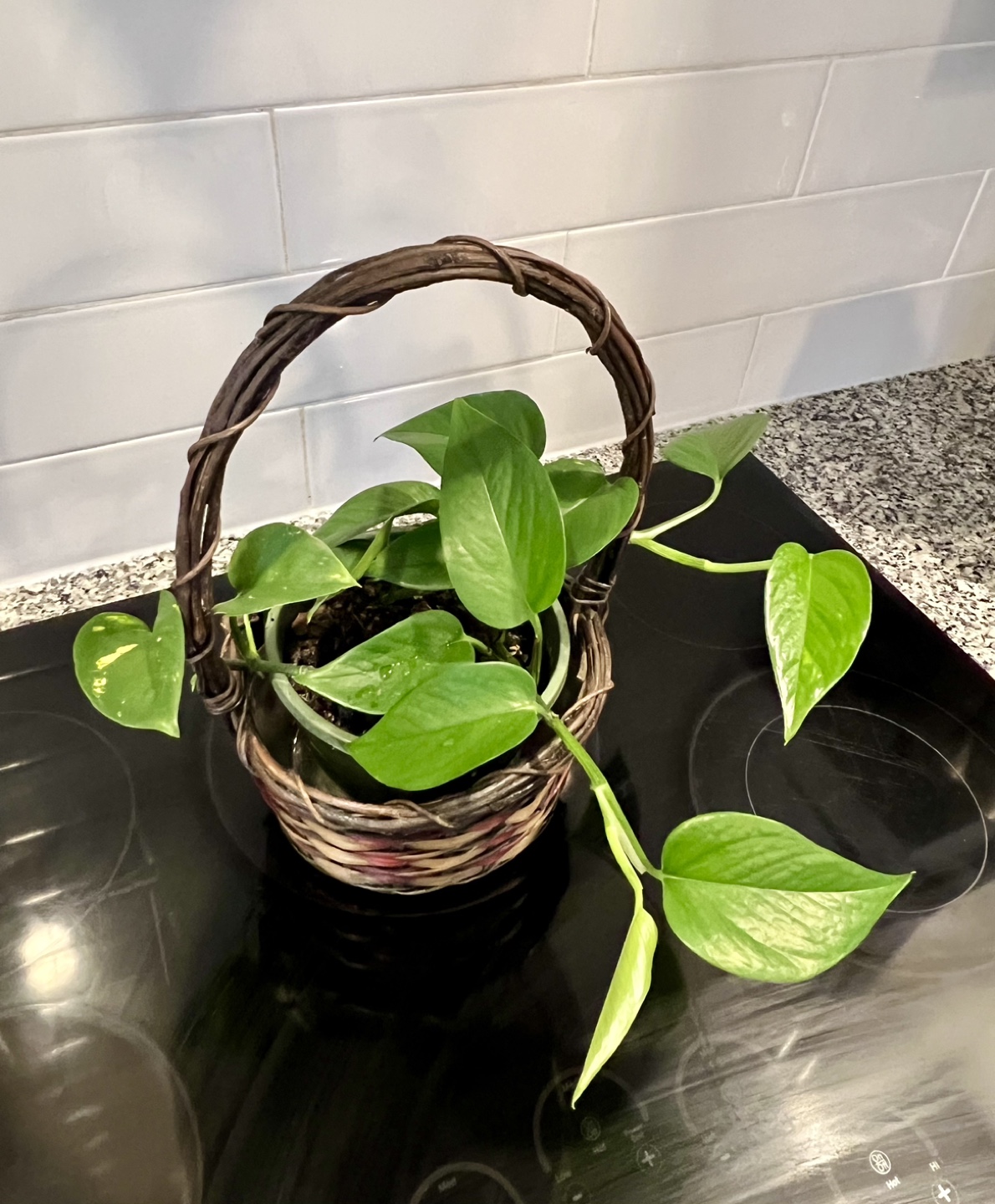 Indoor Plants - photo 4