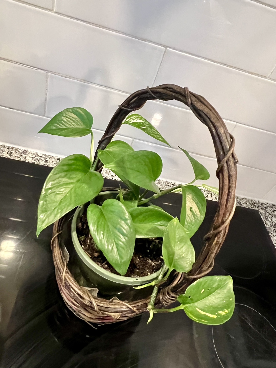 Indoor Plants - photo 3