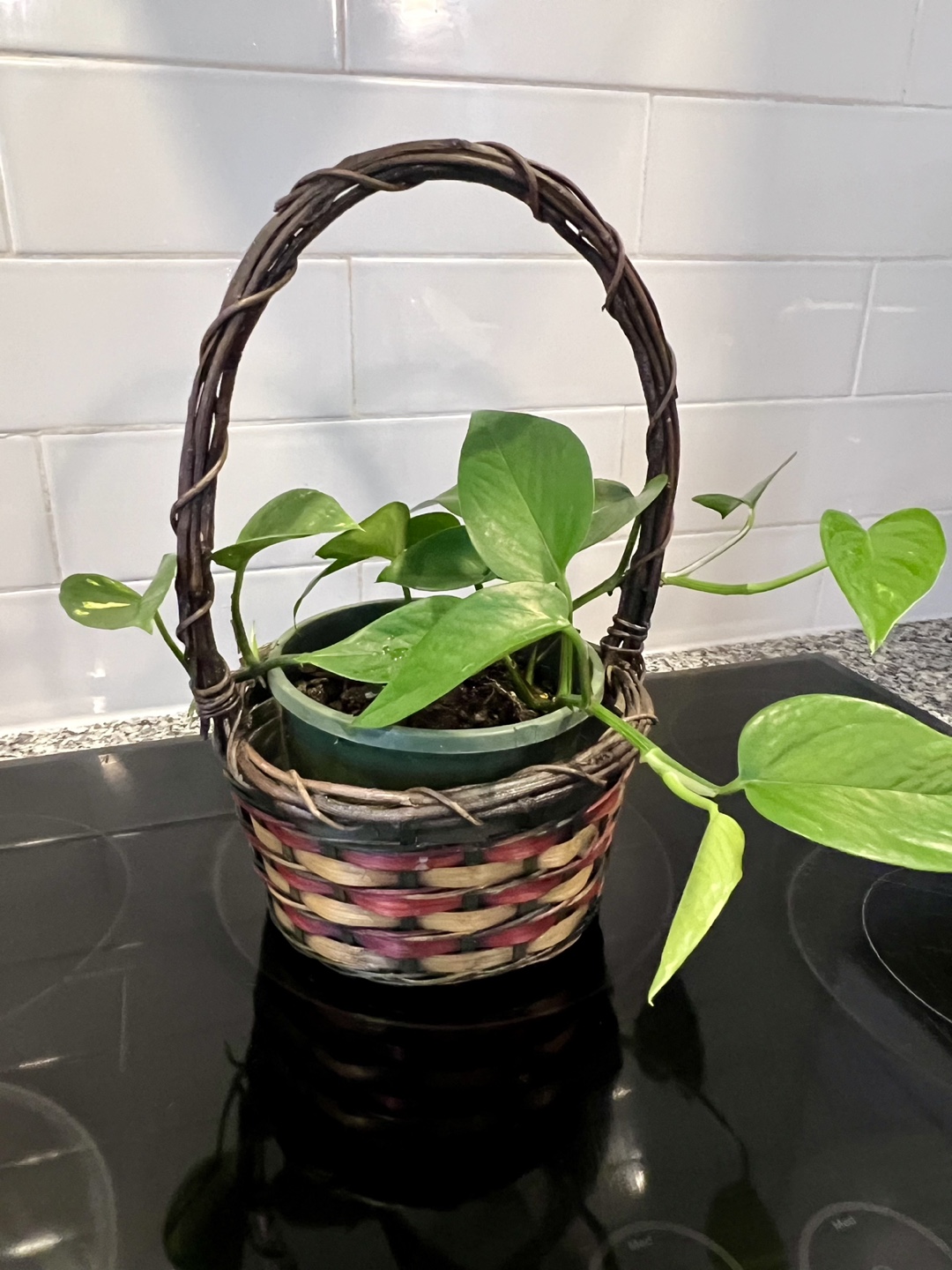 Indoor Plants - photo 2