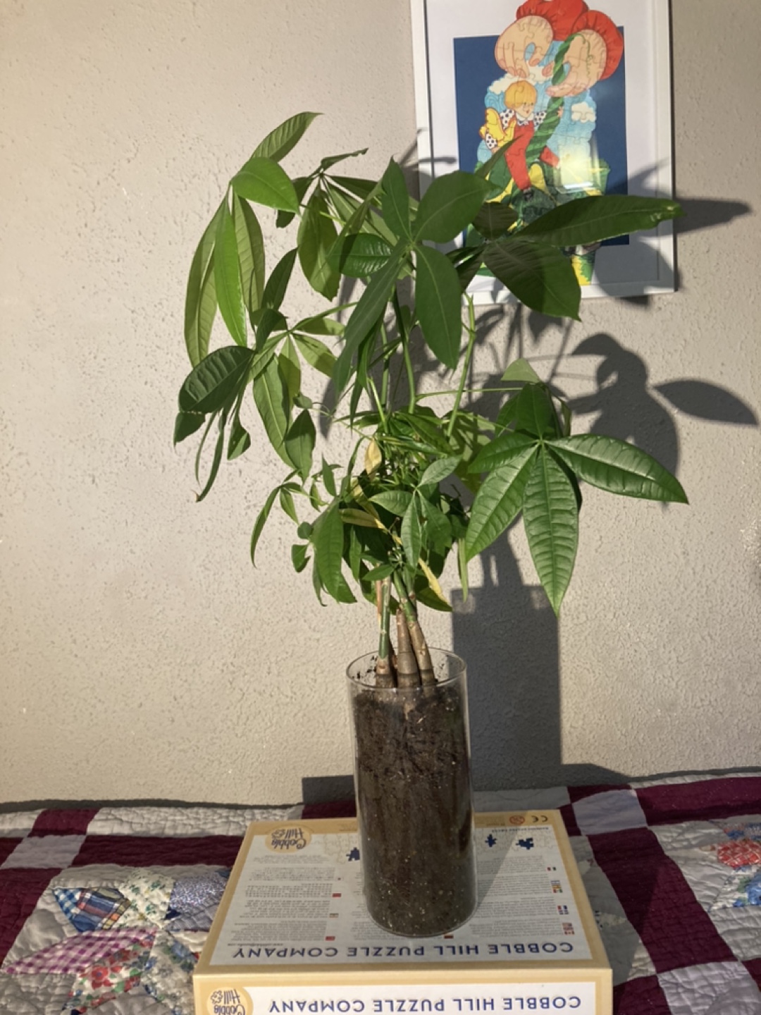 Money Tree Plant