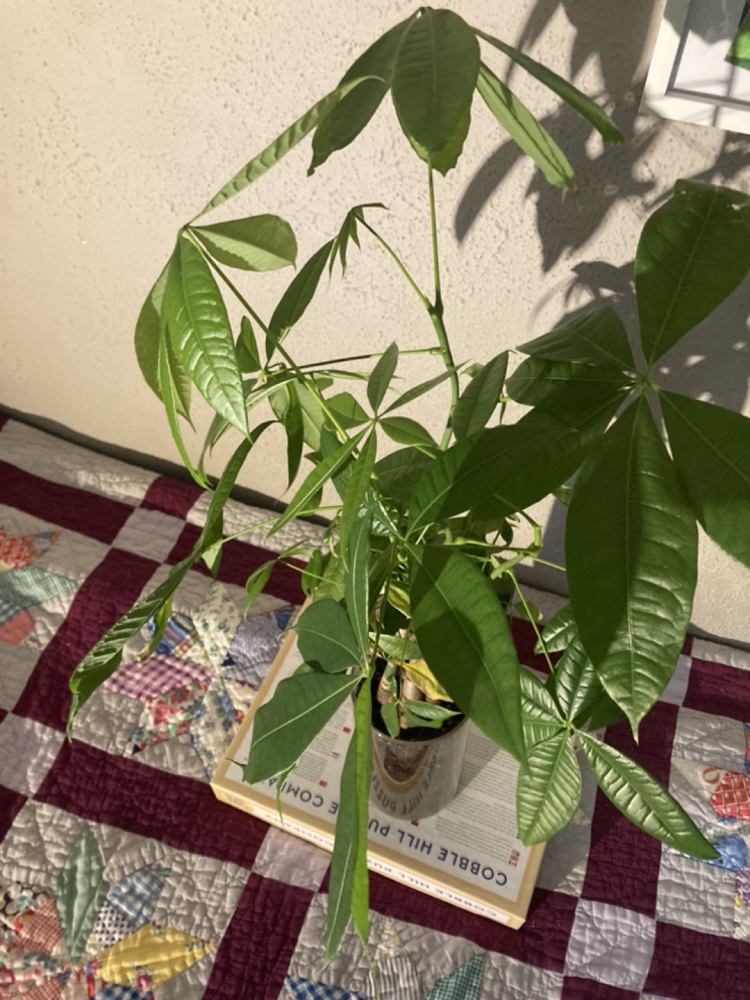 Money Tree Plant - photo 2