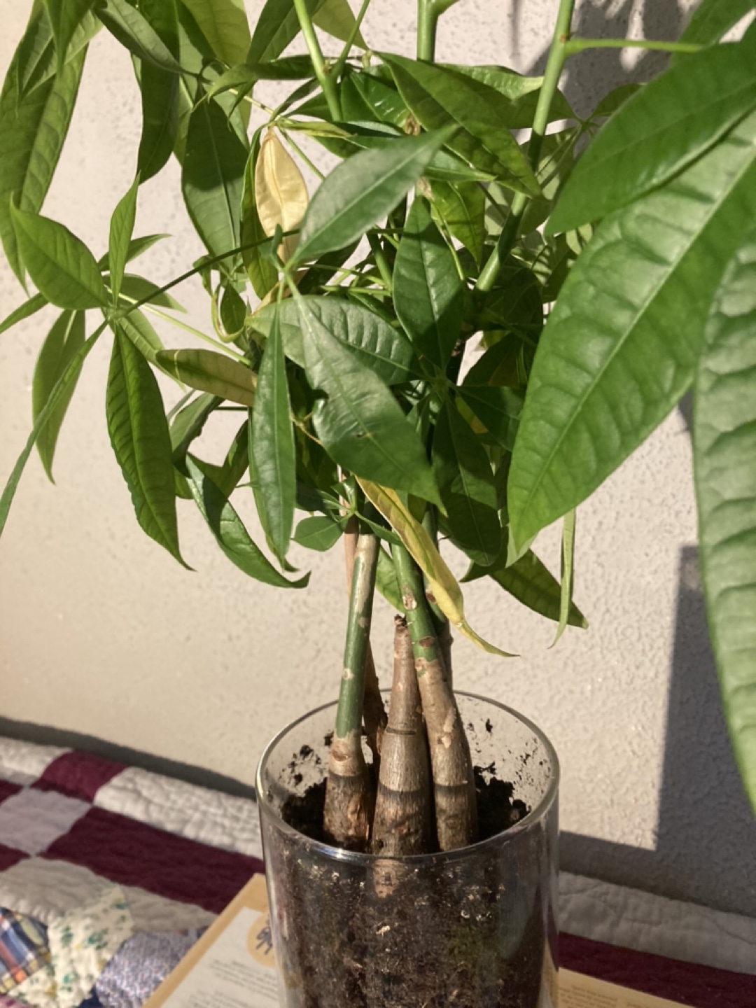 Money Tree Plant - photo 3