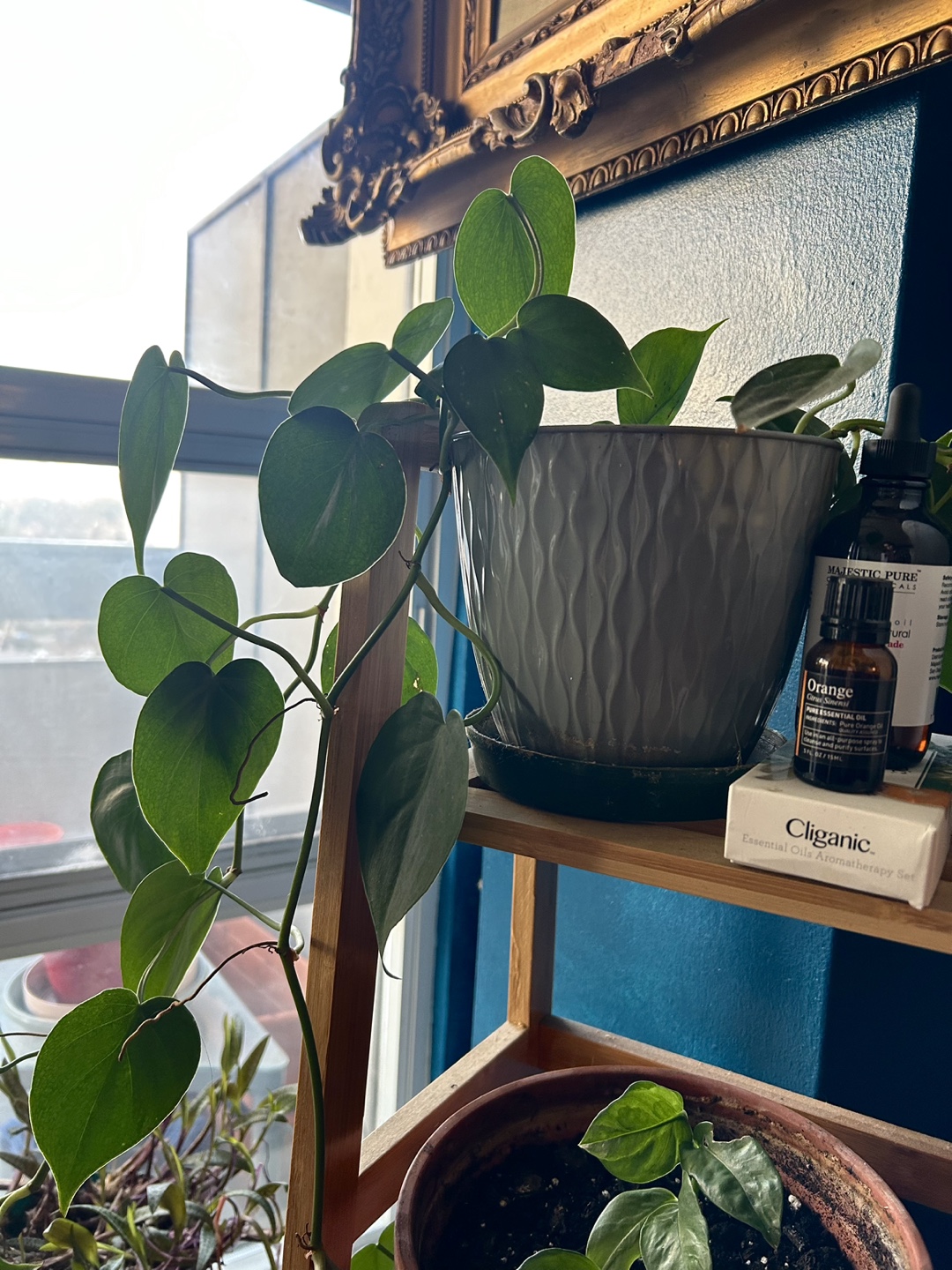Big Healthy Heartleaf Philodendron  - Travel Sale