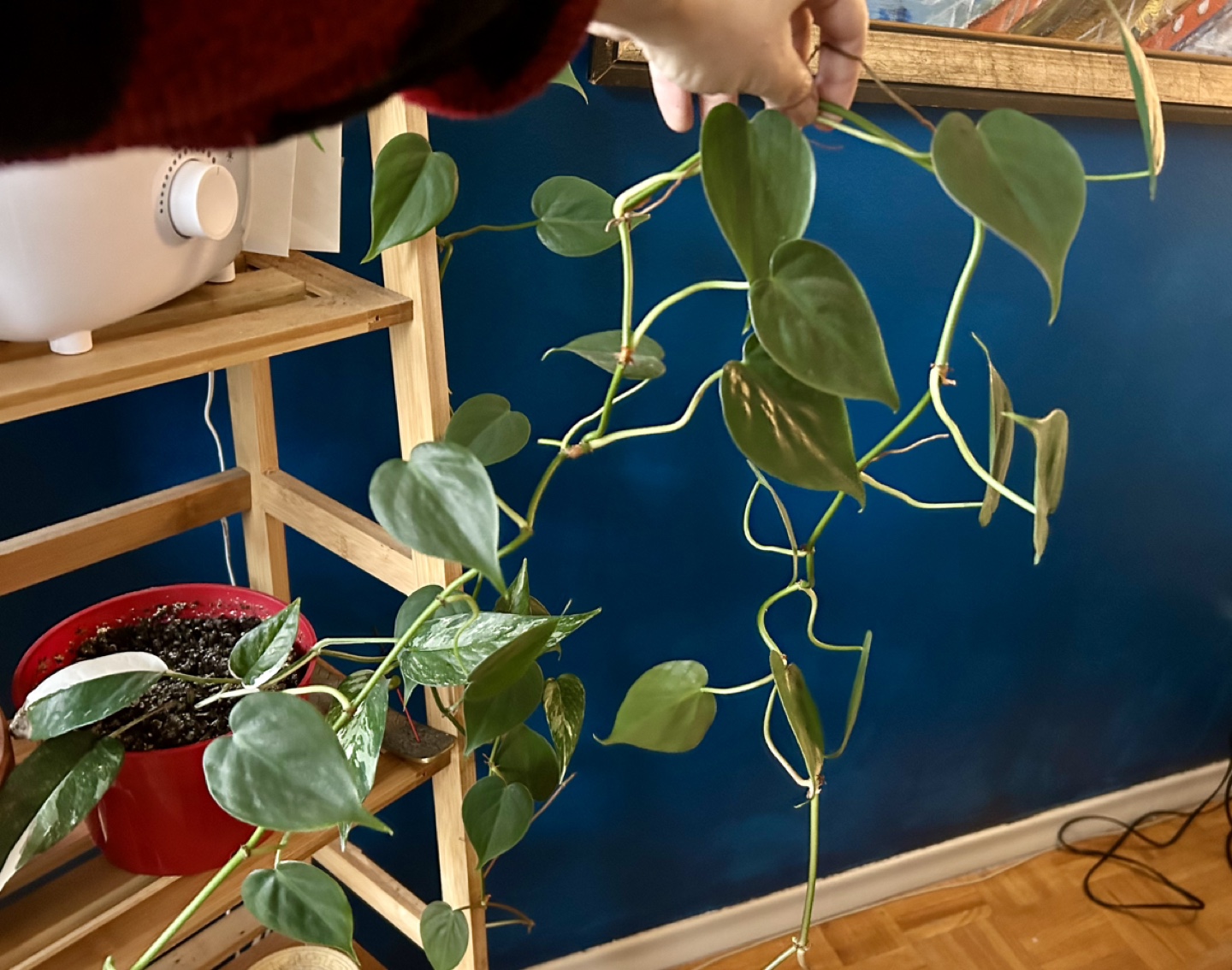 Big Healthy Heartleaf Philodendron  - Travel Sale - photo 3