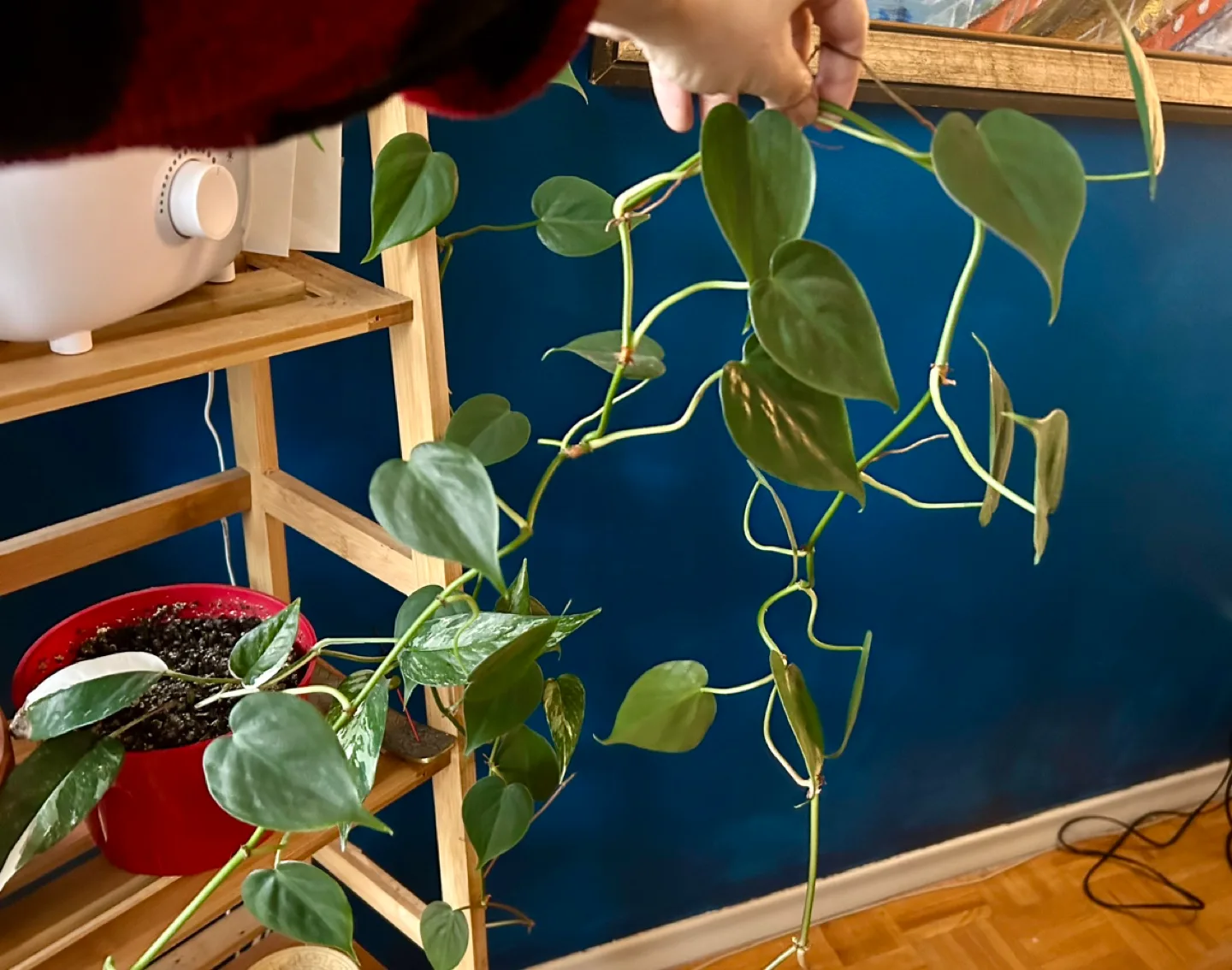 Big Healthy Heartleaf Philodendron  - Travel Sale image indicator(3)