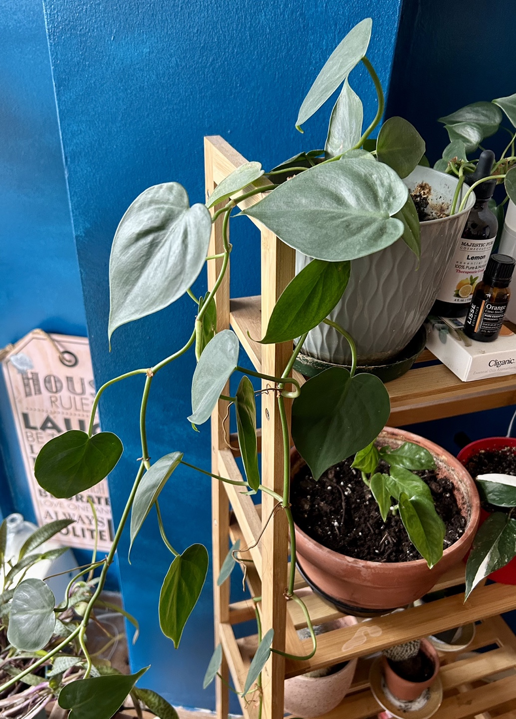 Big Healthy Heartleaf Philodendron  - Travel Sale - photo 2