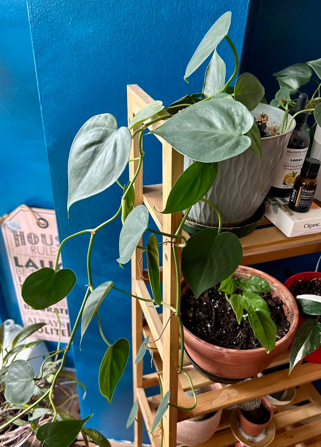 Big Healthy Heartleaf Philodendron  - Travel Sale image indicator(2)