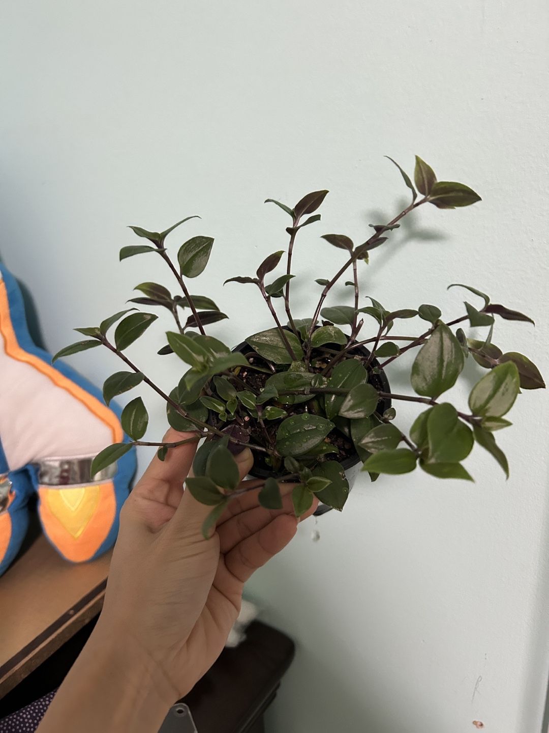 Wandering Jew Plant