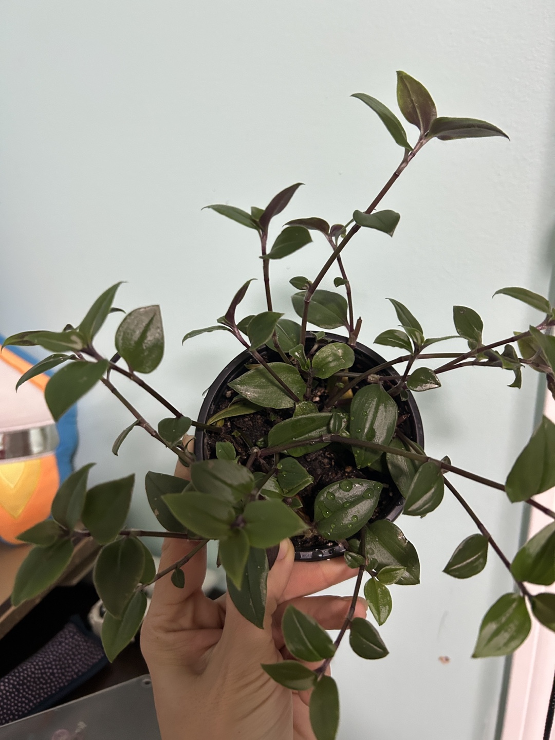 Wandering Jew Plant - photo 4