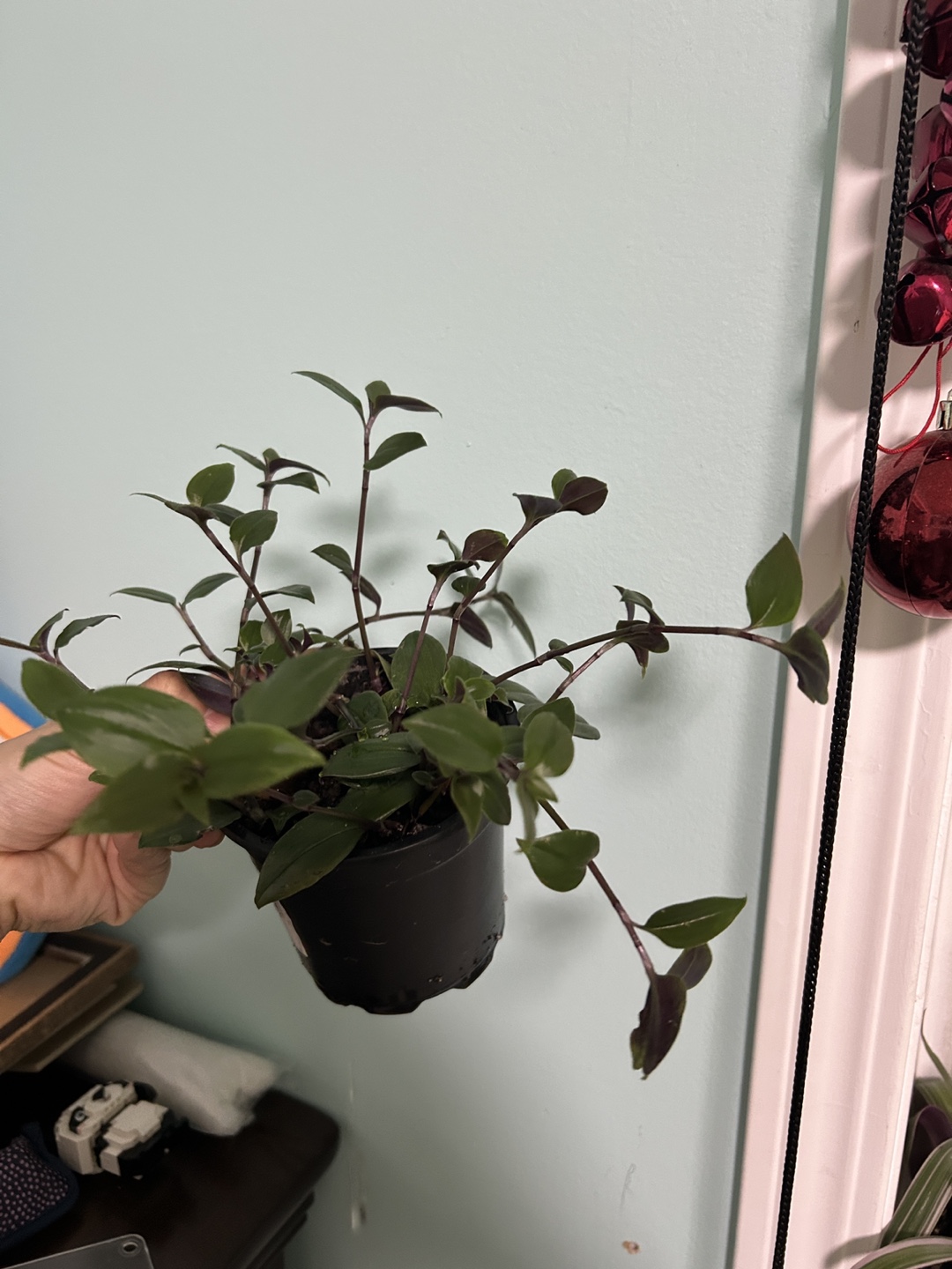 Wandering Jew Plant - photo 2