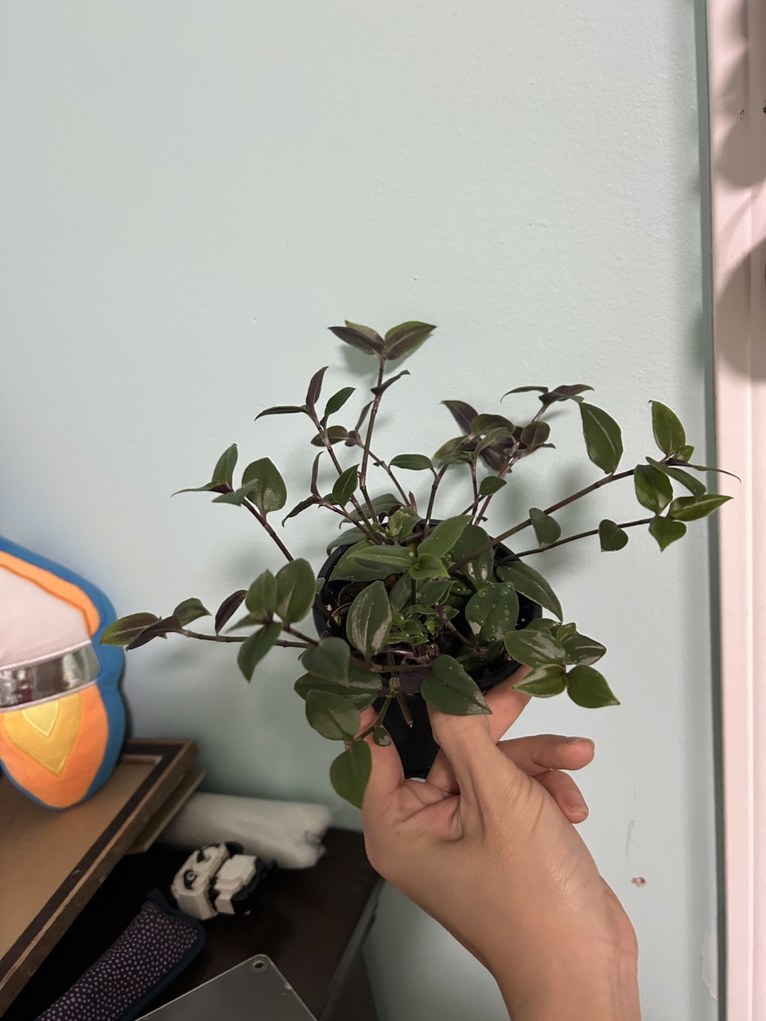 Wandering Jew Plant - photo 3