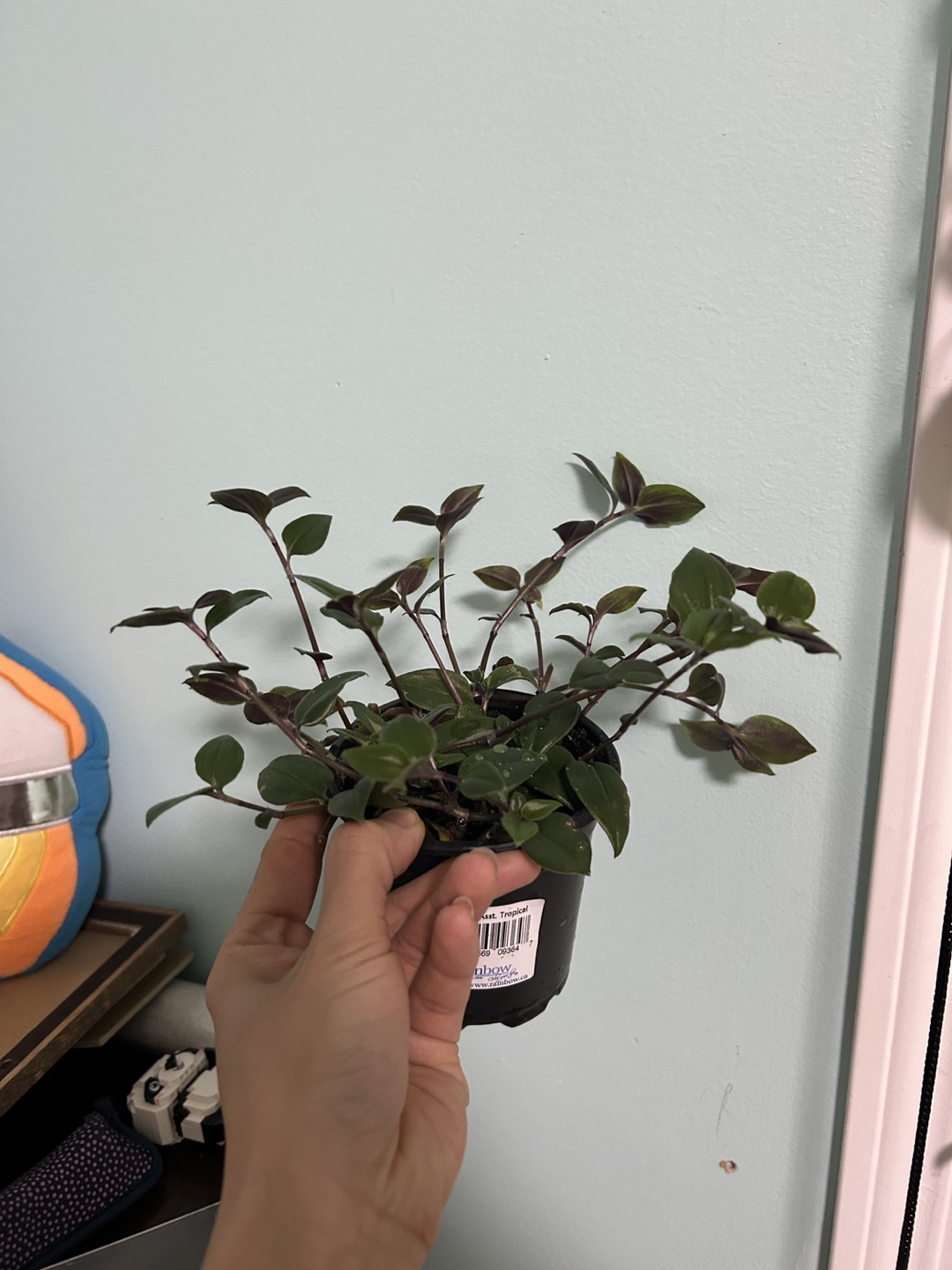 Wandering Jew Plant - photo 5