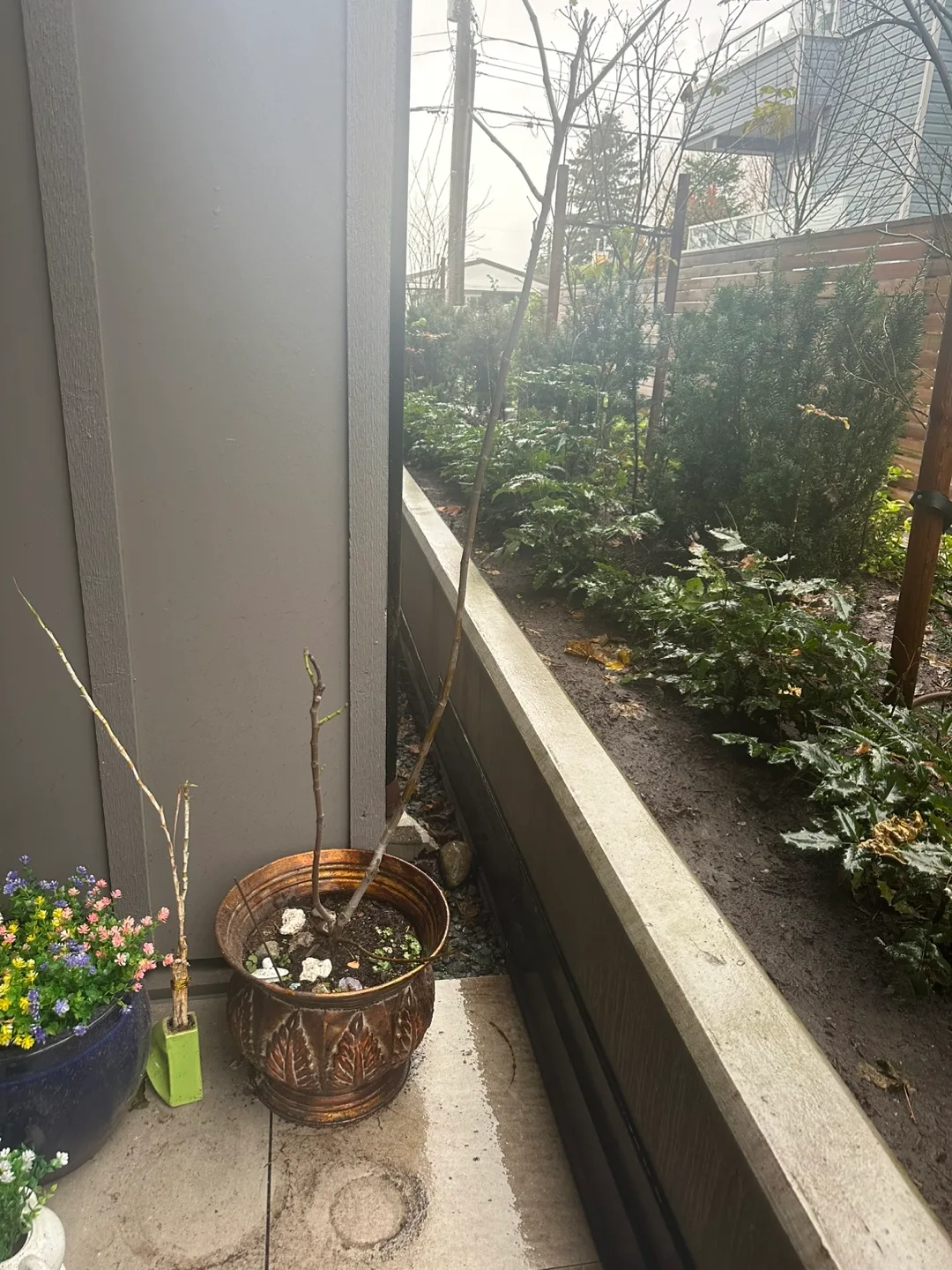 Large Decorative Planter and fig tree image indicator(3)