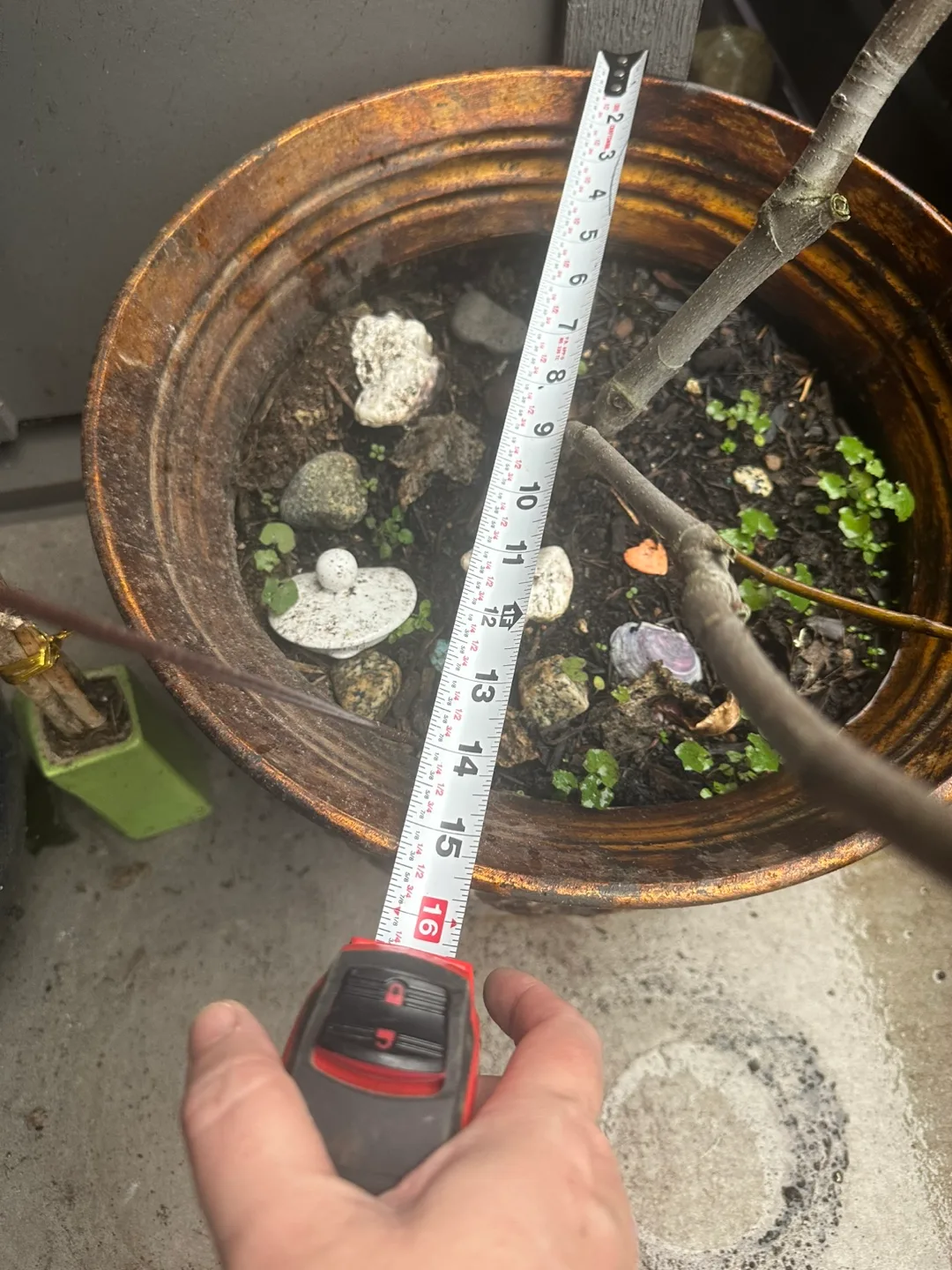 Large Decorative Planter and fig tree image indicator(4)