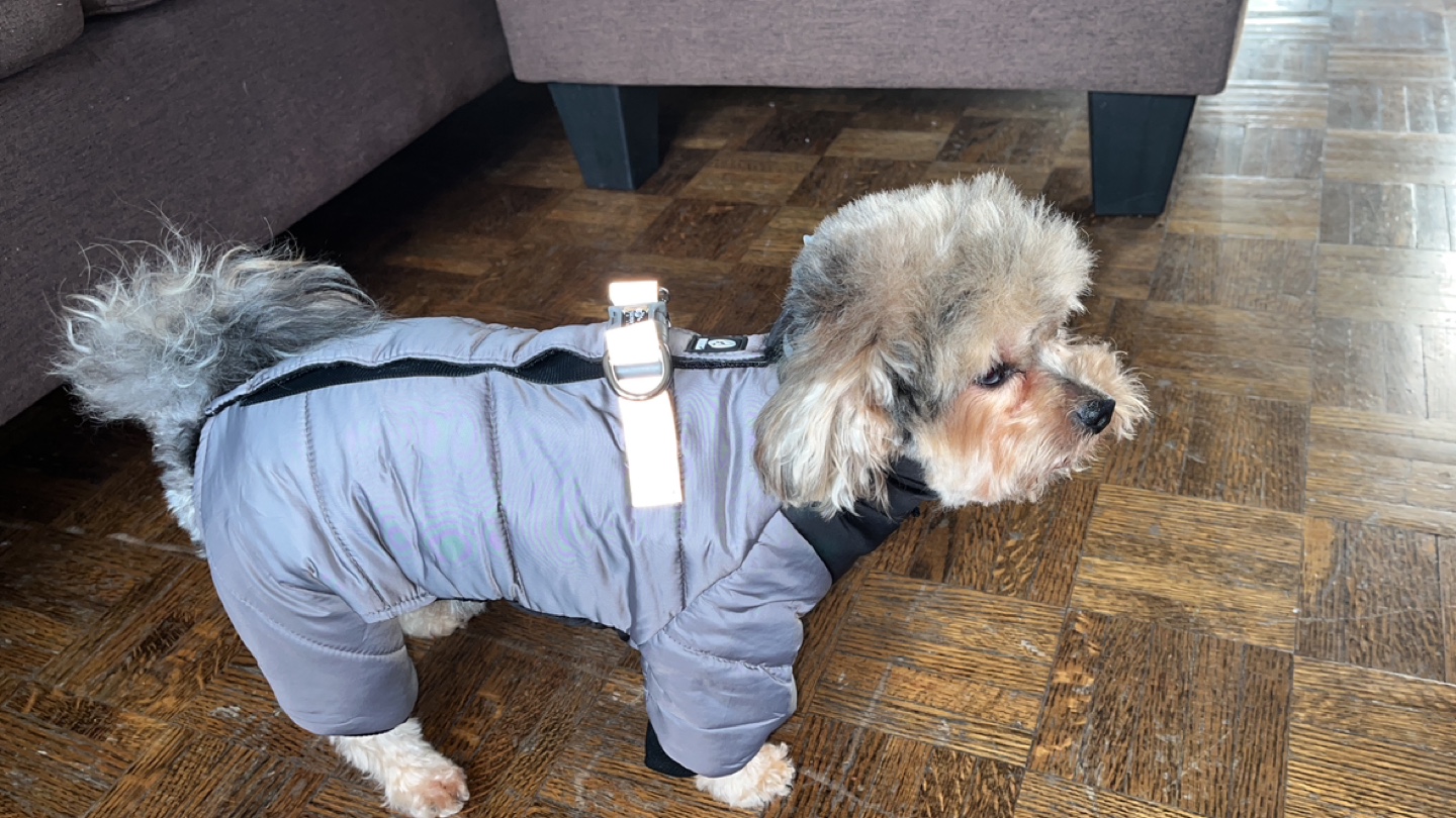 Dog Winter Coat