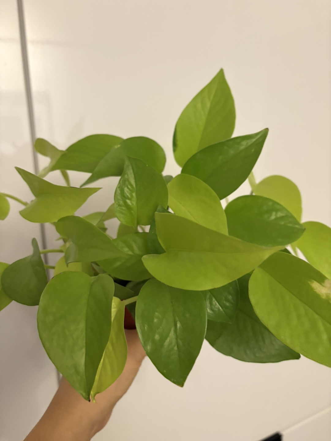 Golden Pothos Plant