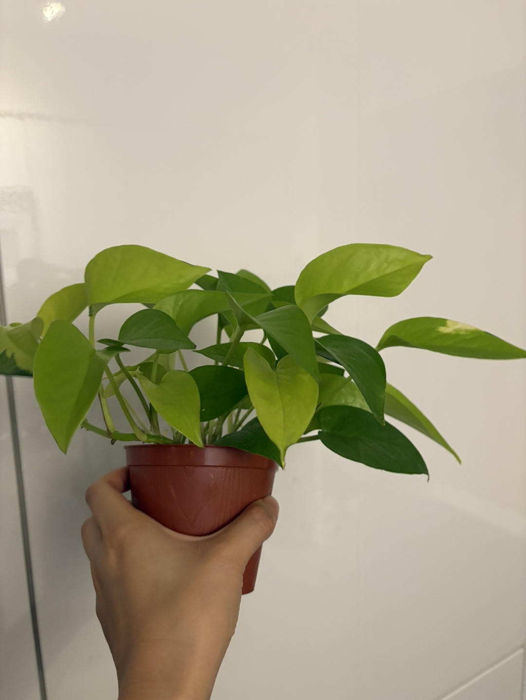 Golden Pothos Plant - photo 2