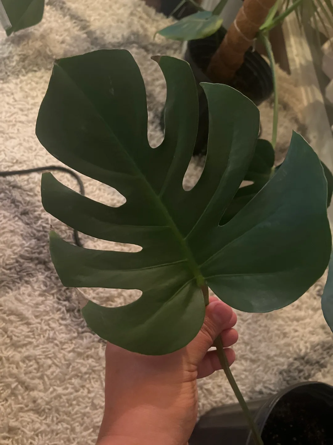 Monstera Deliciosa Plant image indicator(2)
