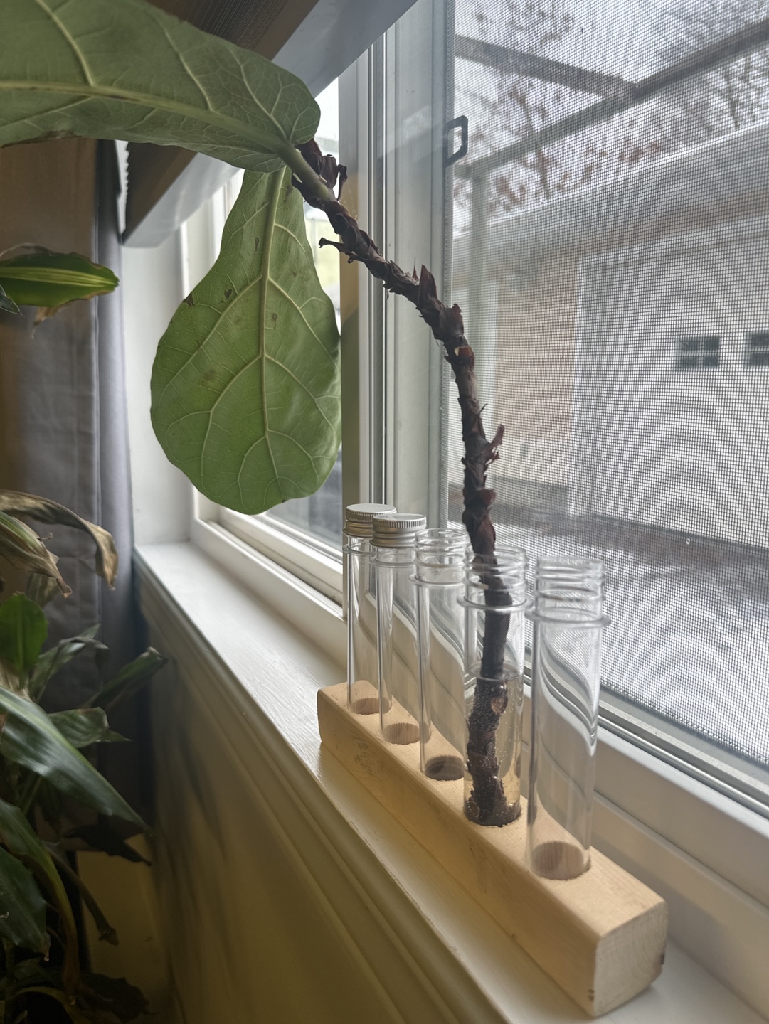 Plant Propagation Station