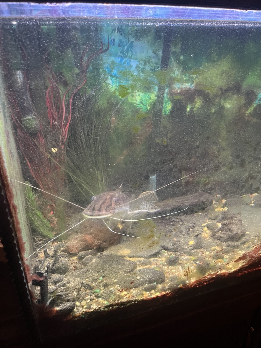 Large Fish Tank - photo 3