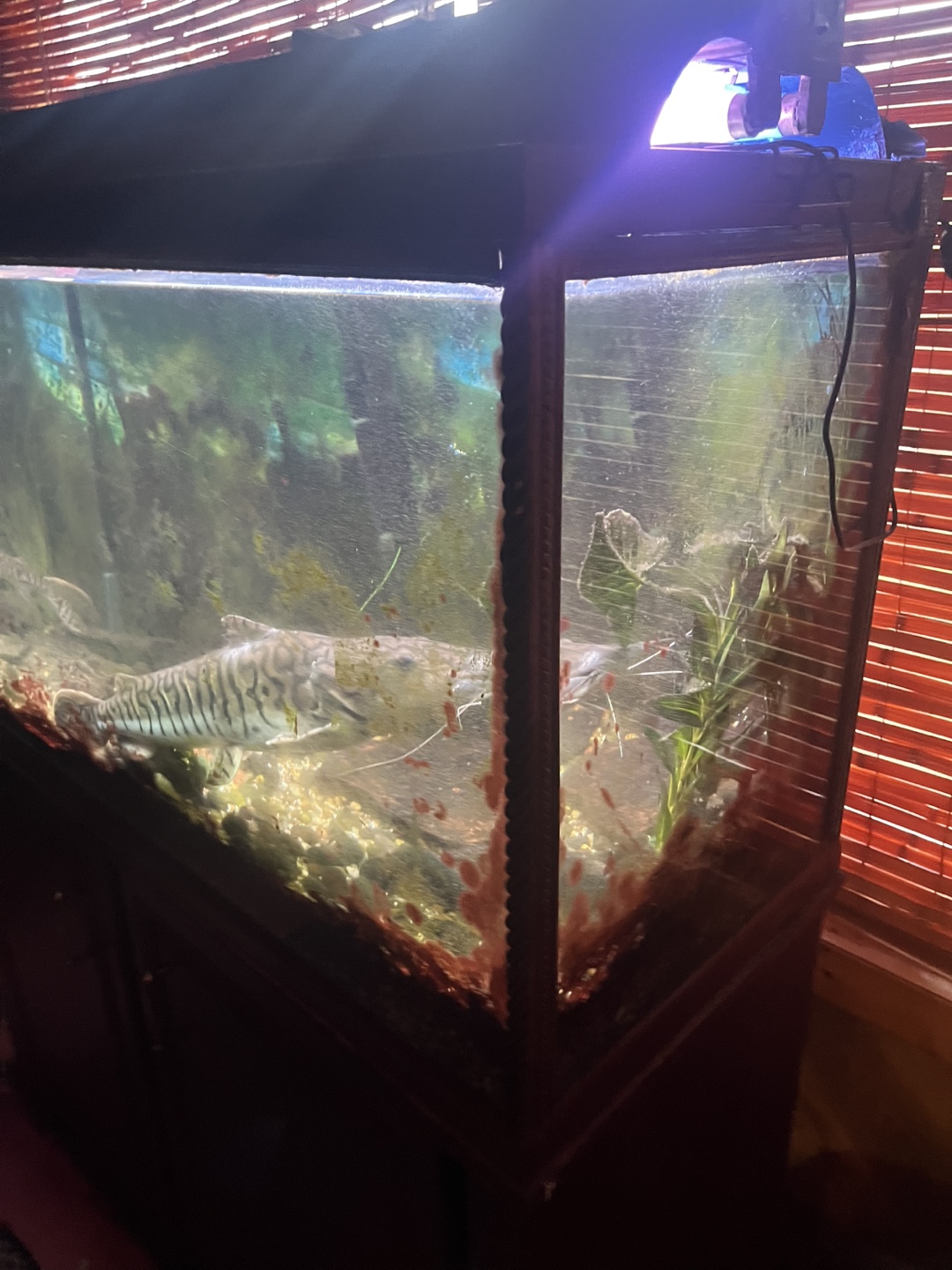 Large Fish Tank - photo 2