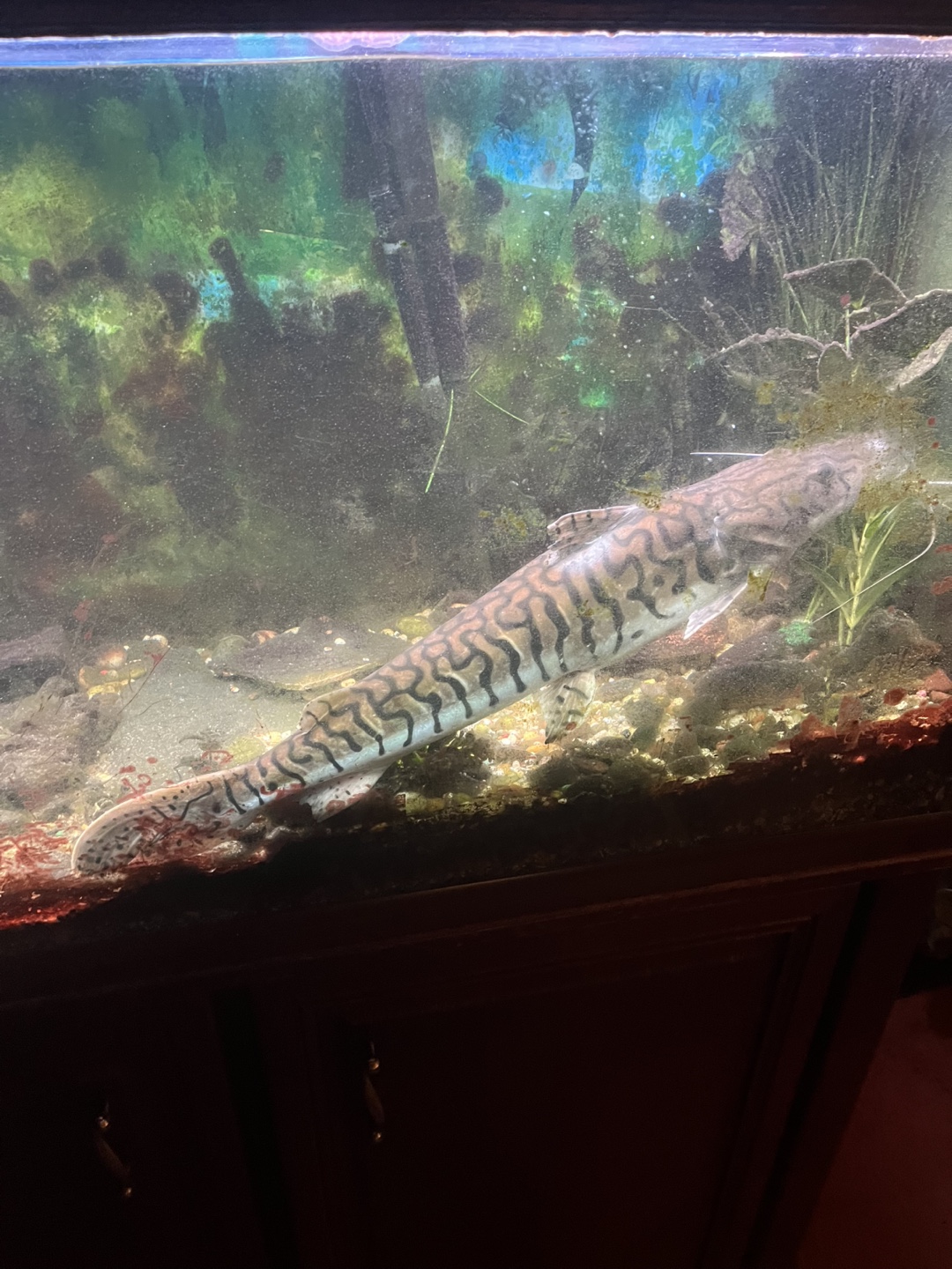 Large Fish Tank - photo 4