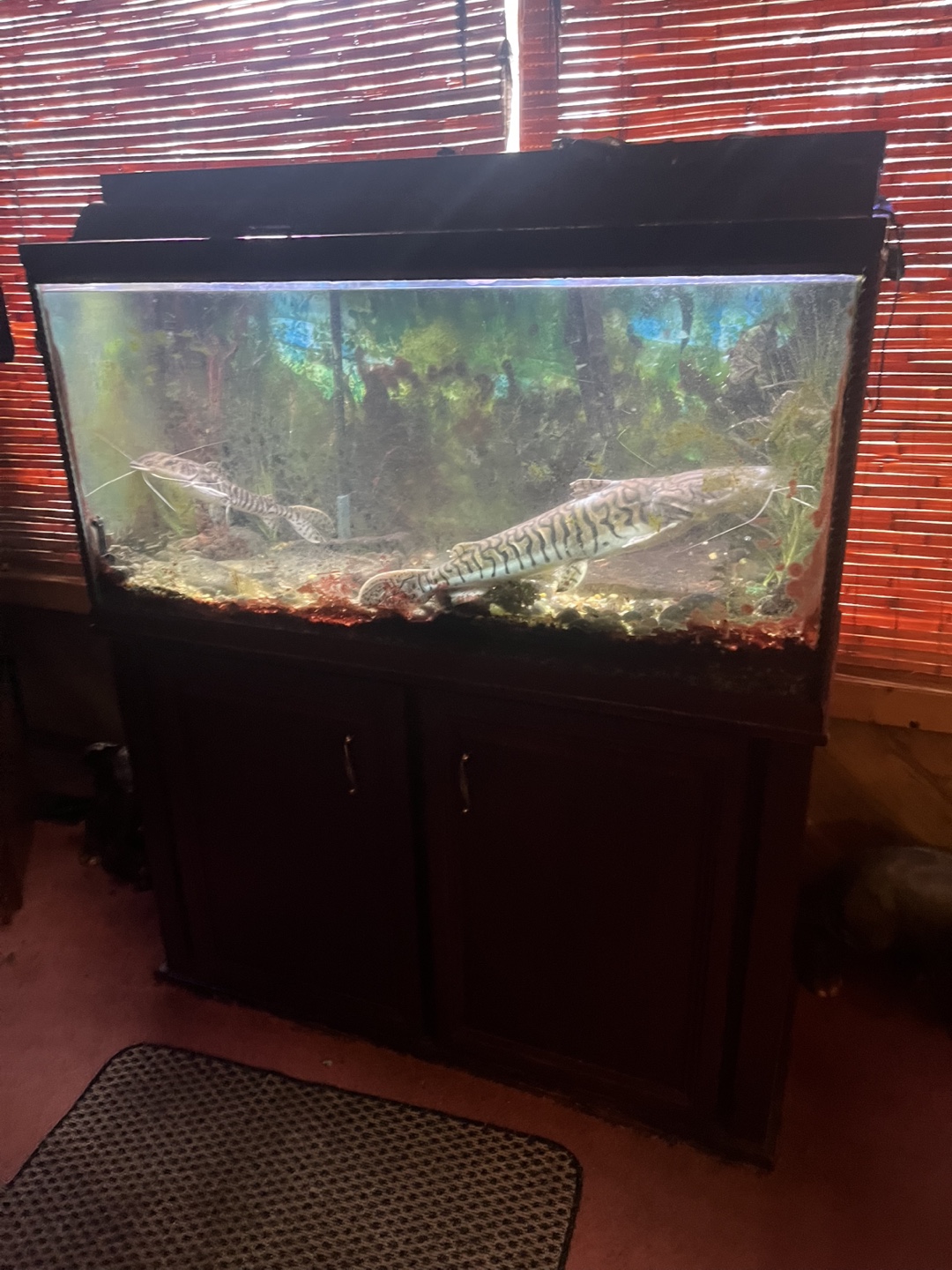 Large Fish Tank