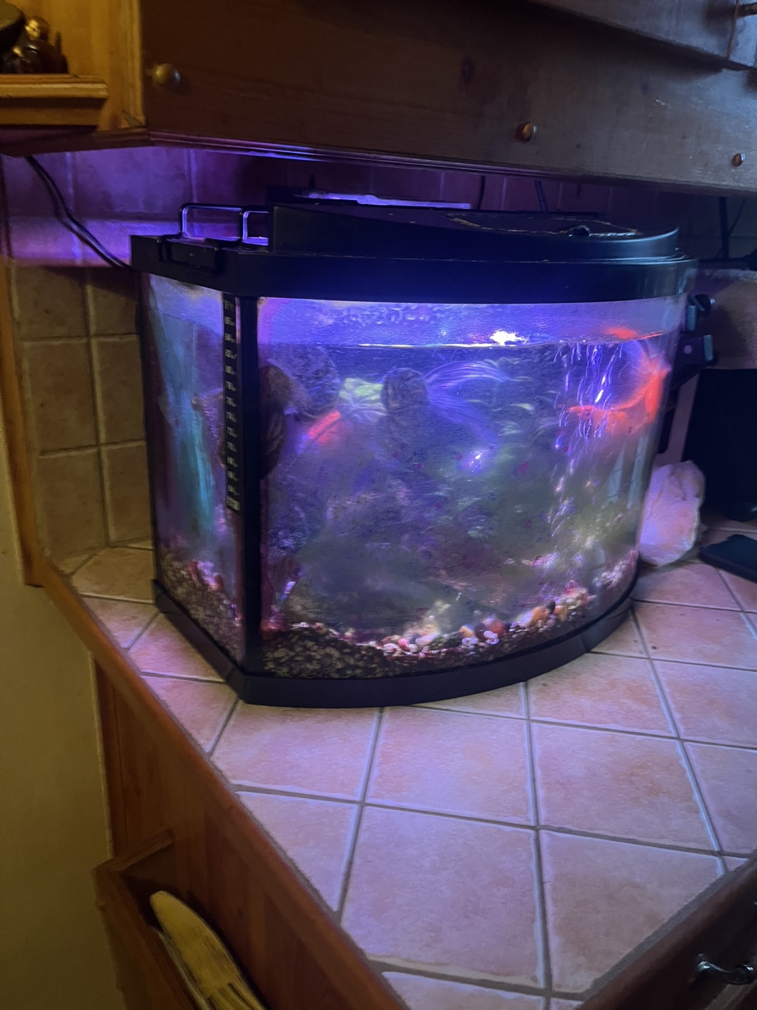 Aquarium with light - photo 2