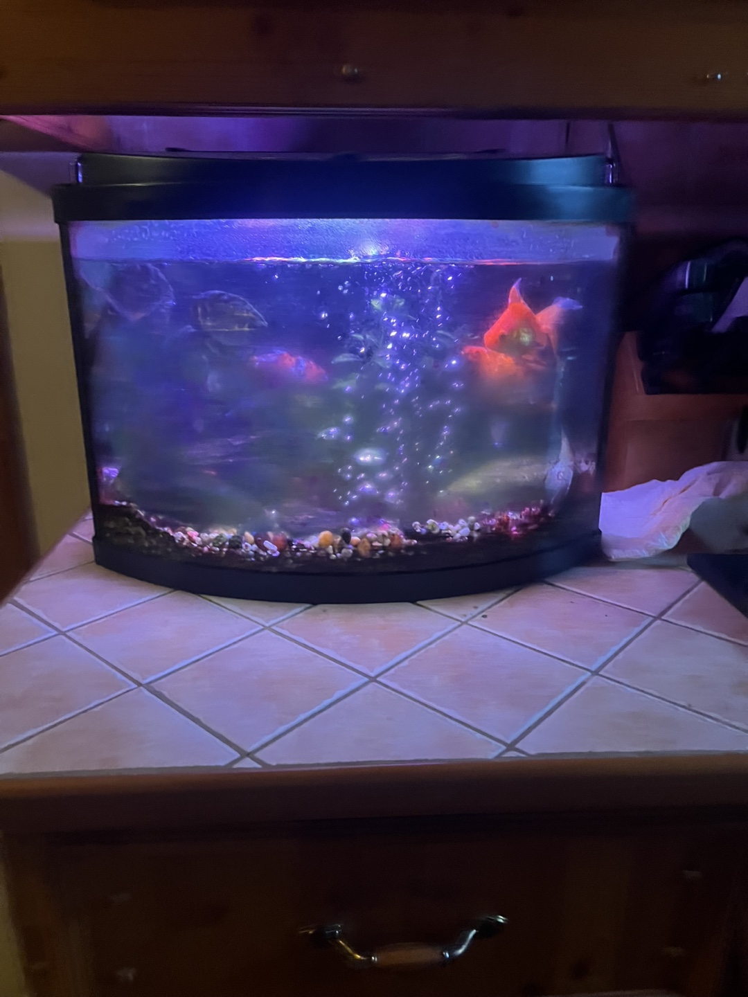 Aquarium with light