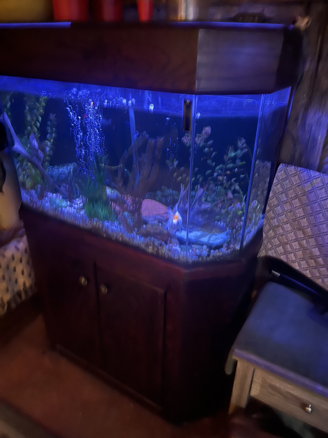 Large Aquarium with Stand
