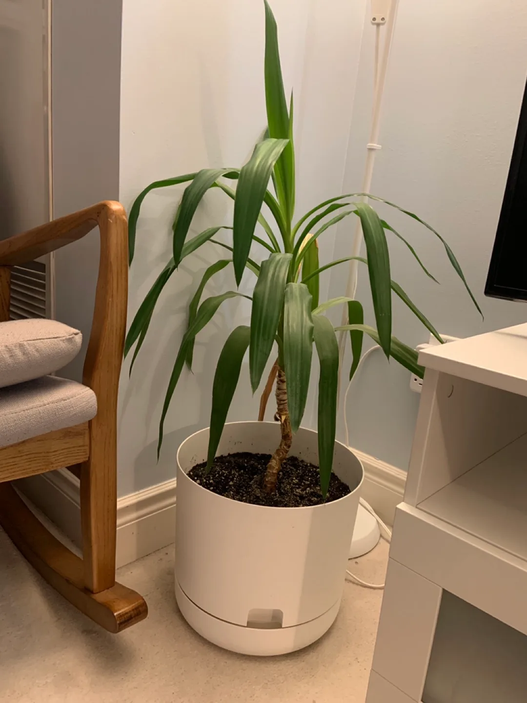 Yucca plant in white pot thumbnail