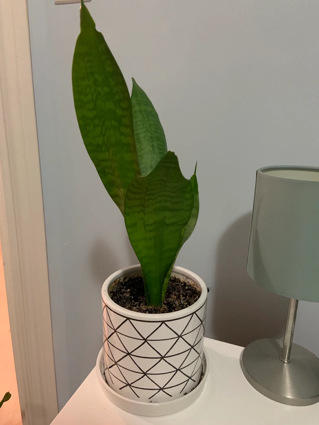 Snake Plant in White Geometric Pot thumbnail