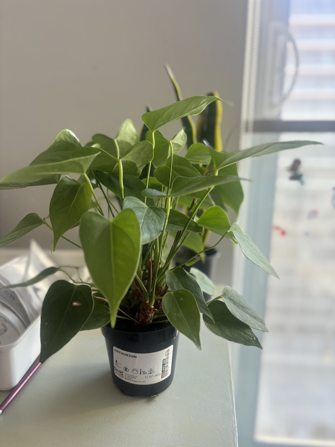 Ficus Bonsai Plant and Anthurium - photo 2