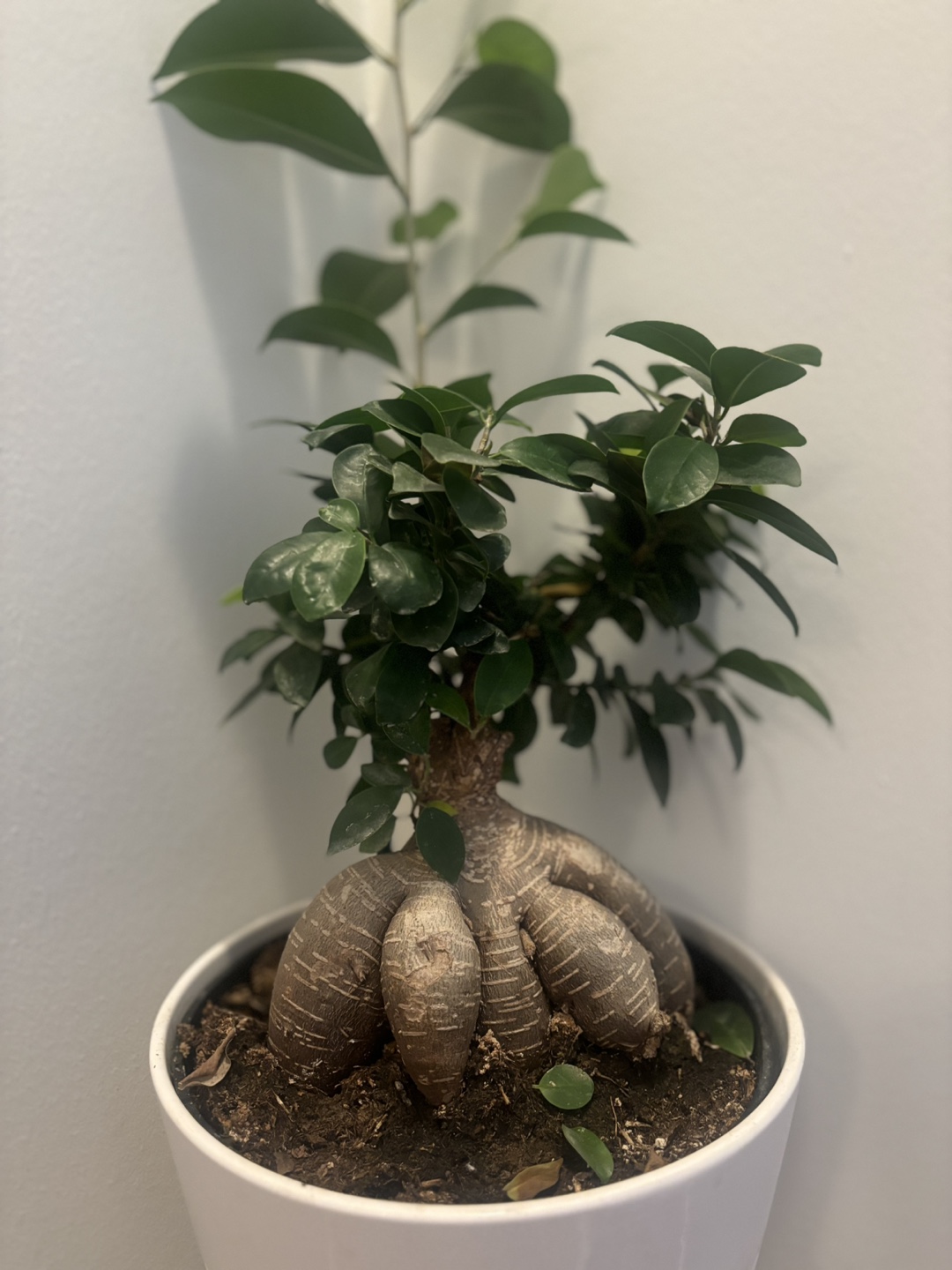 Ficus Bonsai Plant and Anthurium