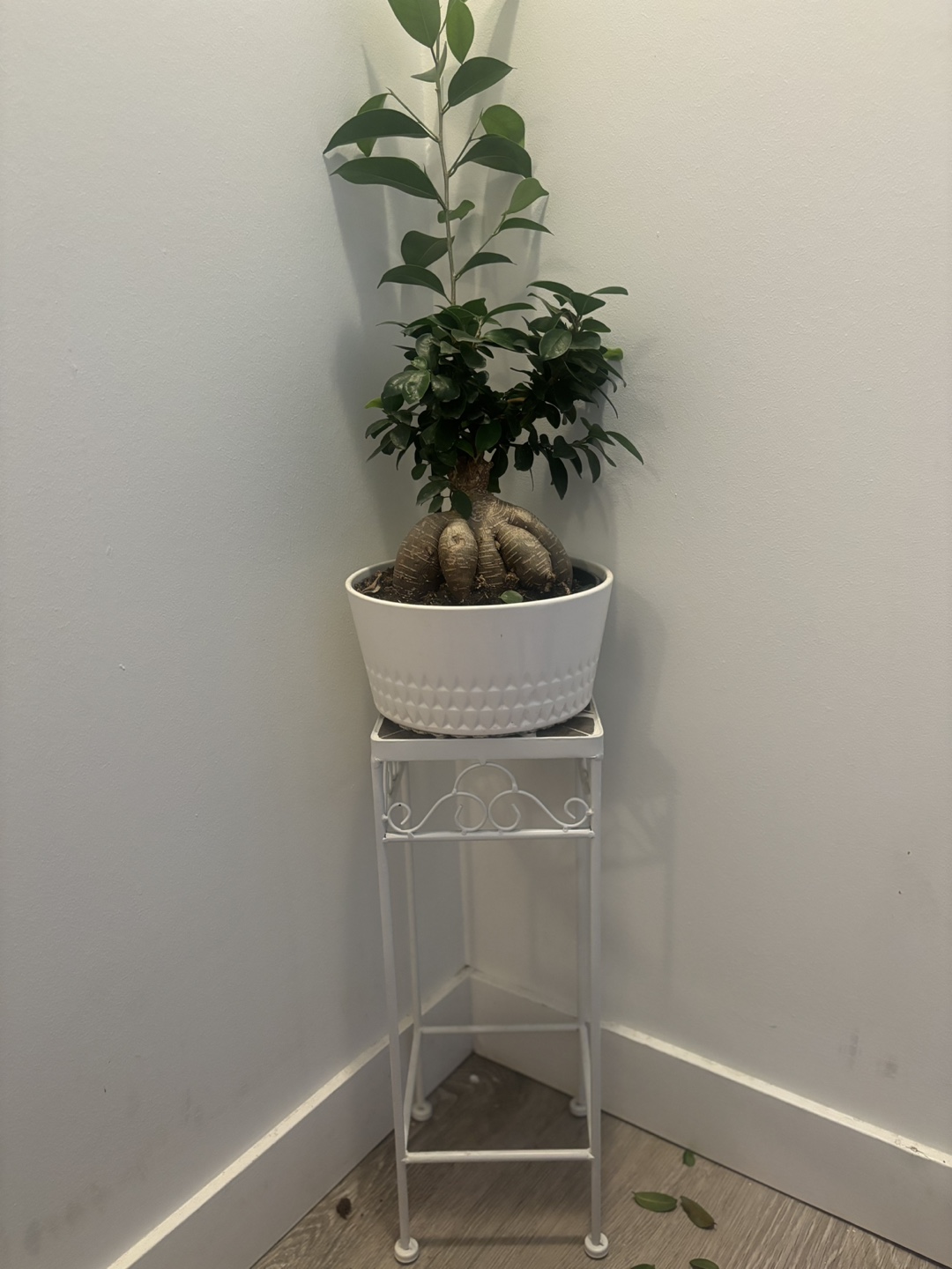 Ficus Bonsai Plant and Anthurium - photo 3