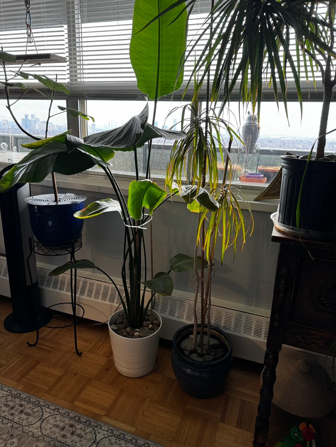 Large Dragon Tree Plant Lemon Plant thumbnail
