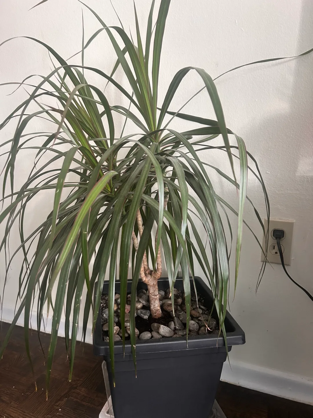 Large Dracaena Marginata Plant thumbnail