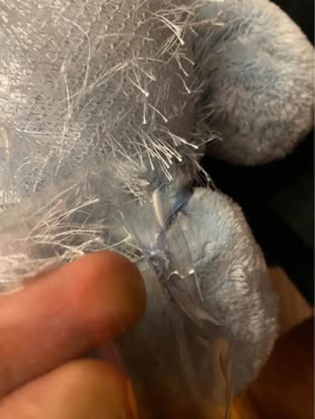 Webkinz Hippo Plush - Blue image indicator(7)