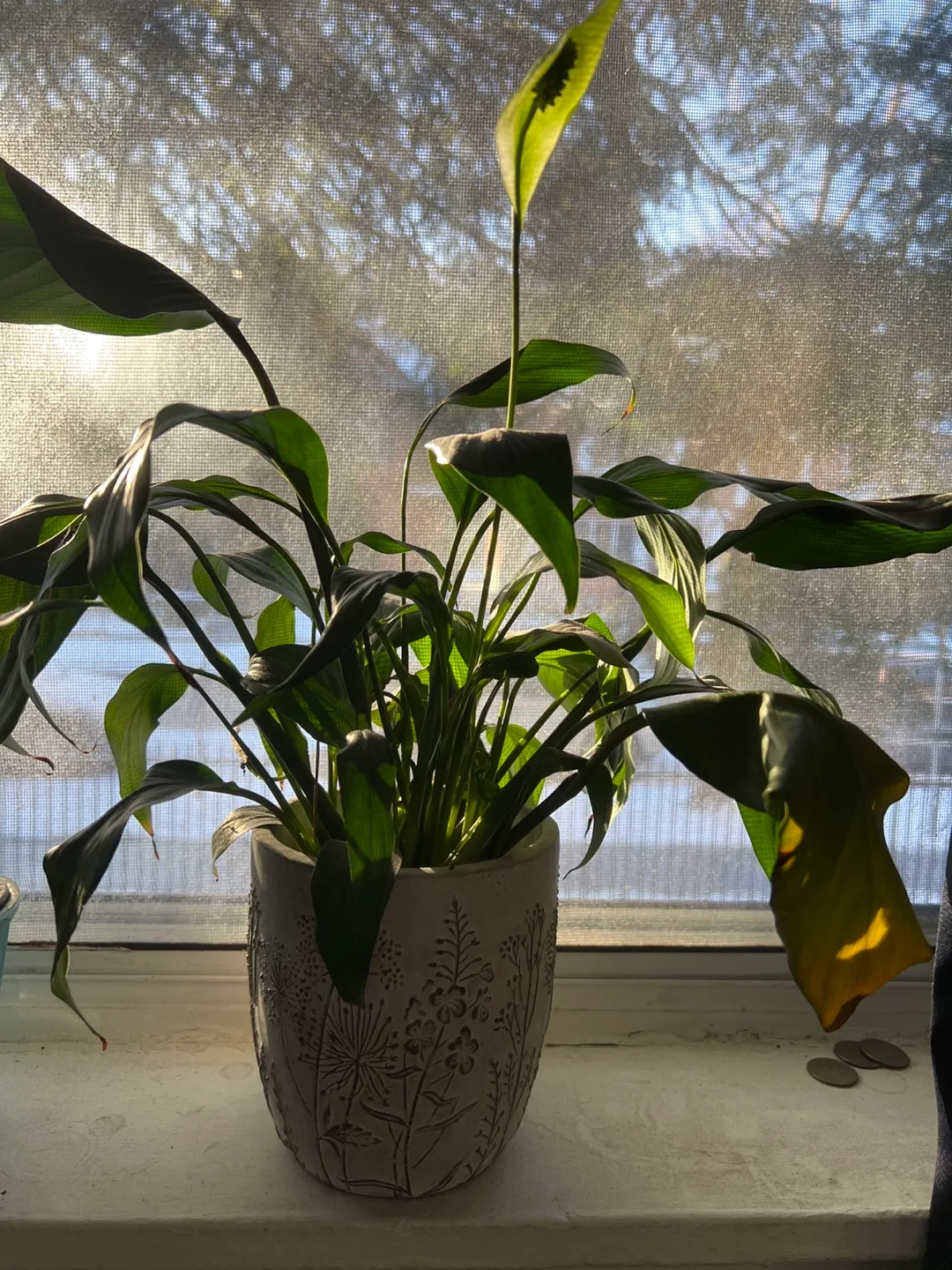 Peace Lily Plant in Decorative Pot thumbnail