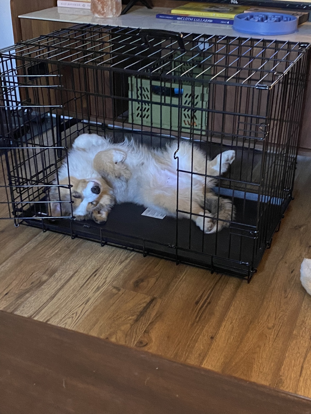 Medium-sized Dog Crate with Removable Pan - photo 2