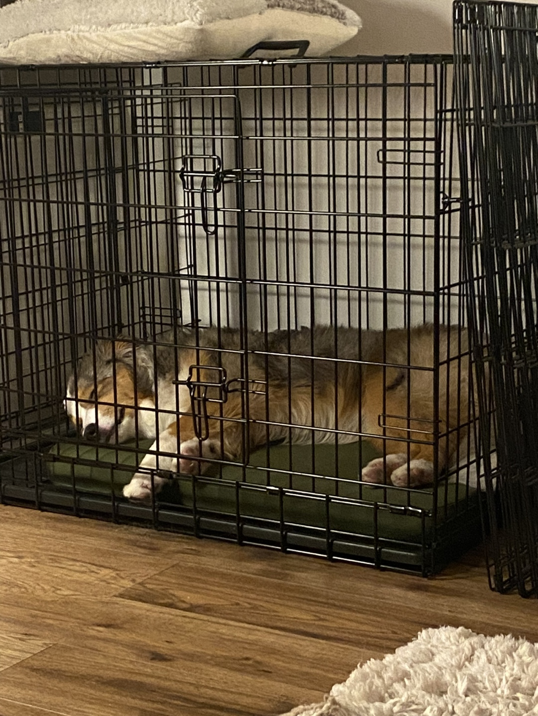 Medium-sized Dog Crate with Removable Pan