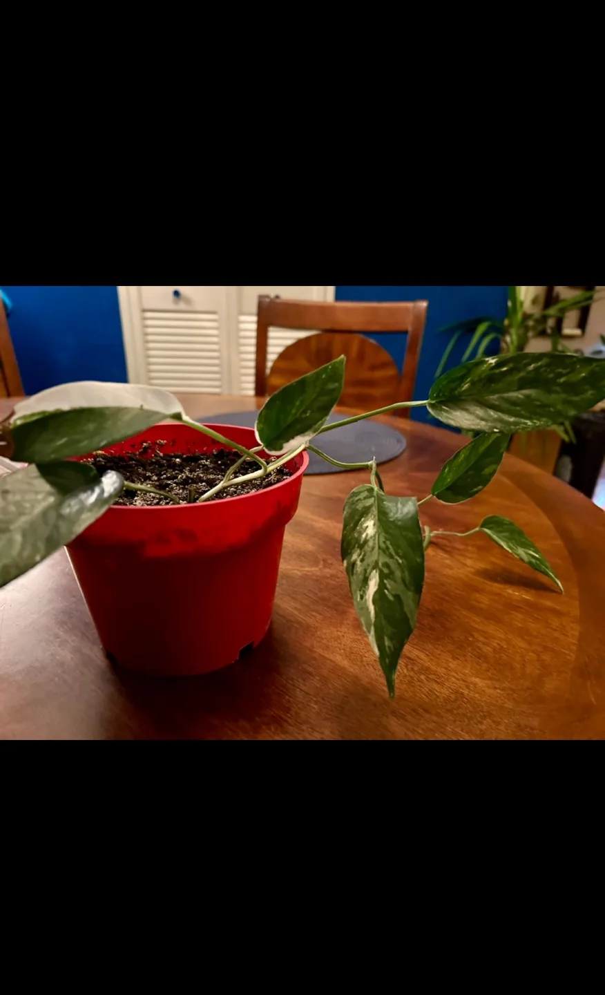Silver Satin Pothos in pot - TRAVEL SALE image indicator(2)