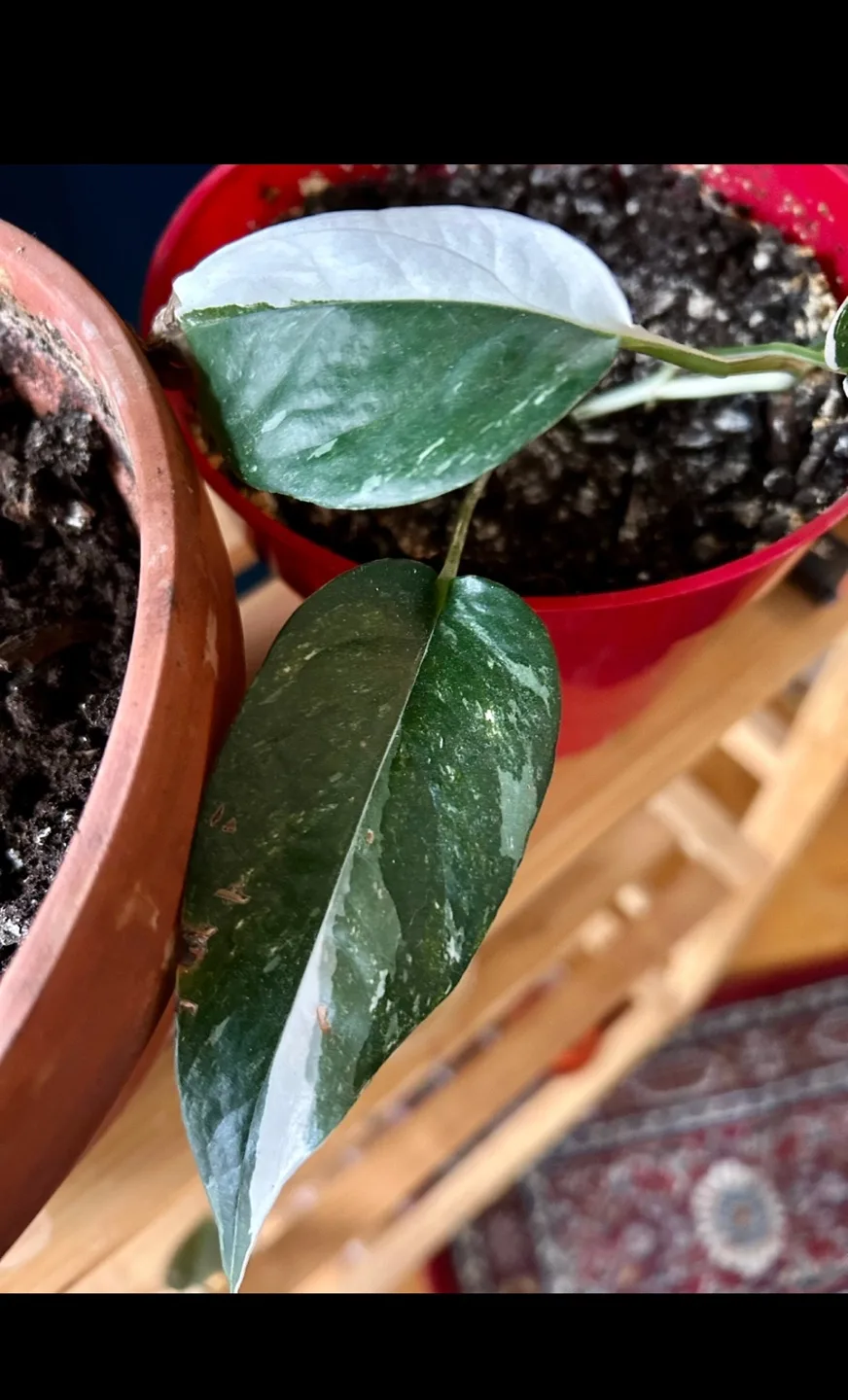 Silver Satin Pothos in pot - TRAVEL SALE image indicator(3)