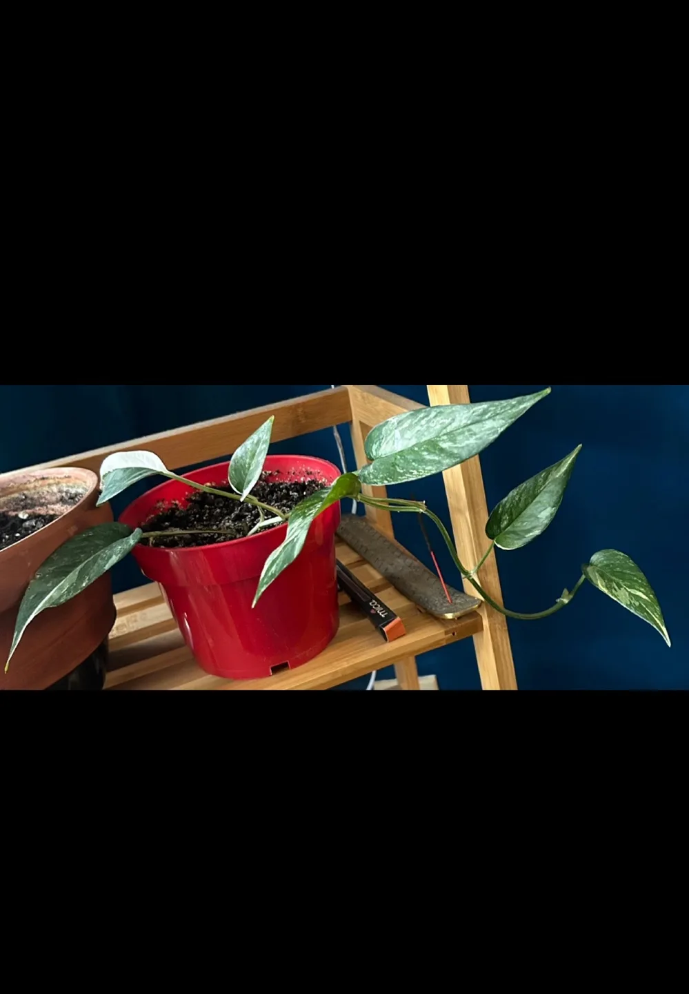 Silver Satin Pothos in pot - TRAVEL SALE image indicator(4)